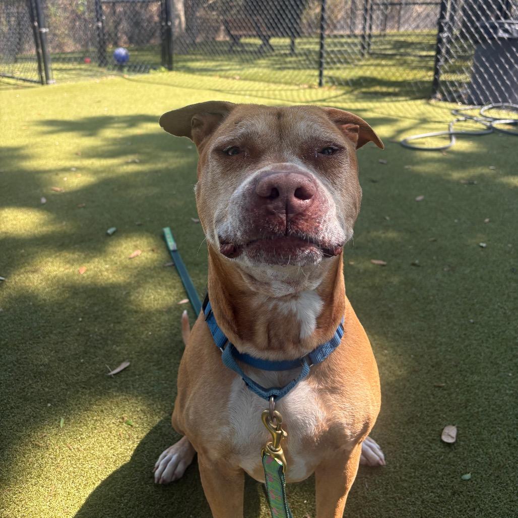Enlarge Mater, a Adoptable Mixed Breed in Sarasota, FL image 5/6
