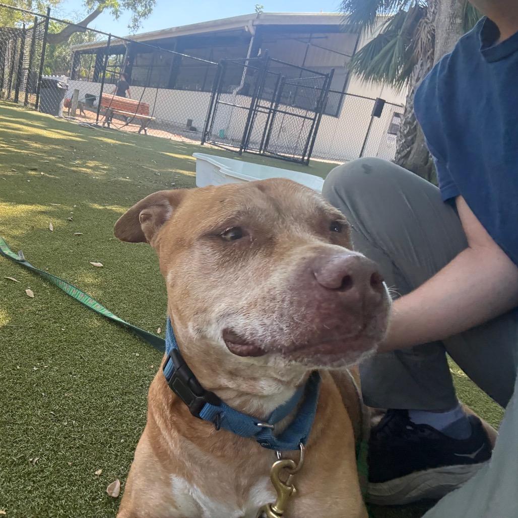 Enlarge Mater, a Adoptable Mixed Breed in Sarasota, FL image 6/6