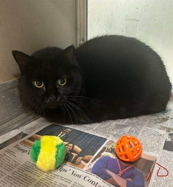 Enlarge RITA, a Adoptable Domestic Short Hair in Pasadena, TX image 1/1