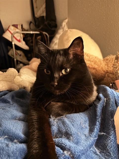 RITA, Adoptable, Adult Female Domestic Short Hair.