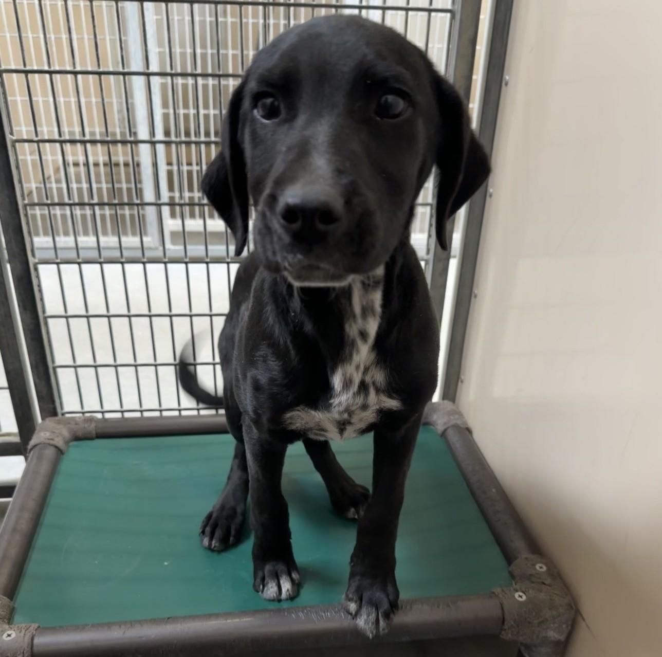 60903707, a ADOPTABLE mixed breed in Elko, NV image 2/2