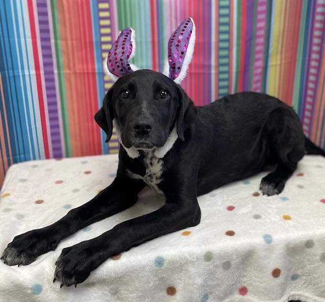 60903707, a ADOPTABLE mixed breed in Elko, NV image 1/2