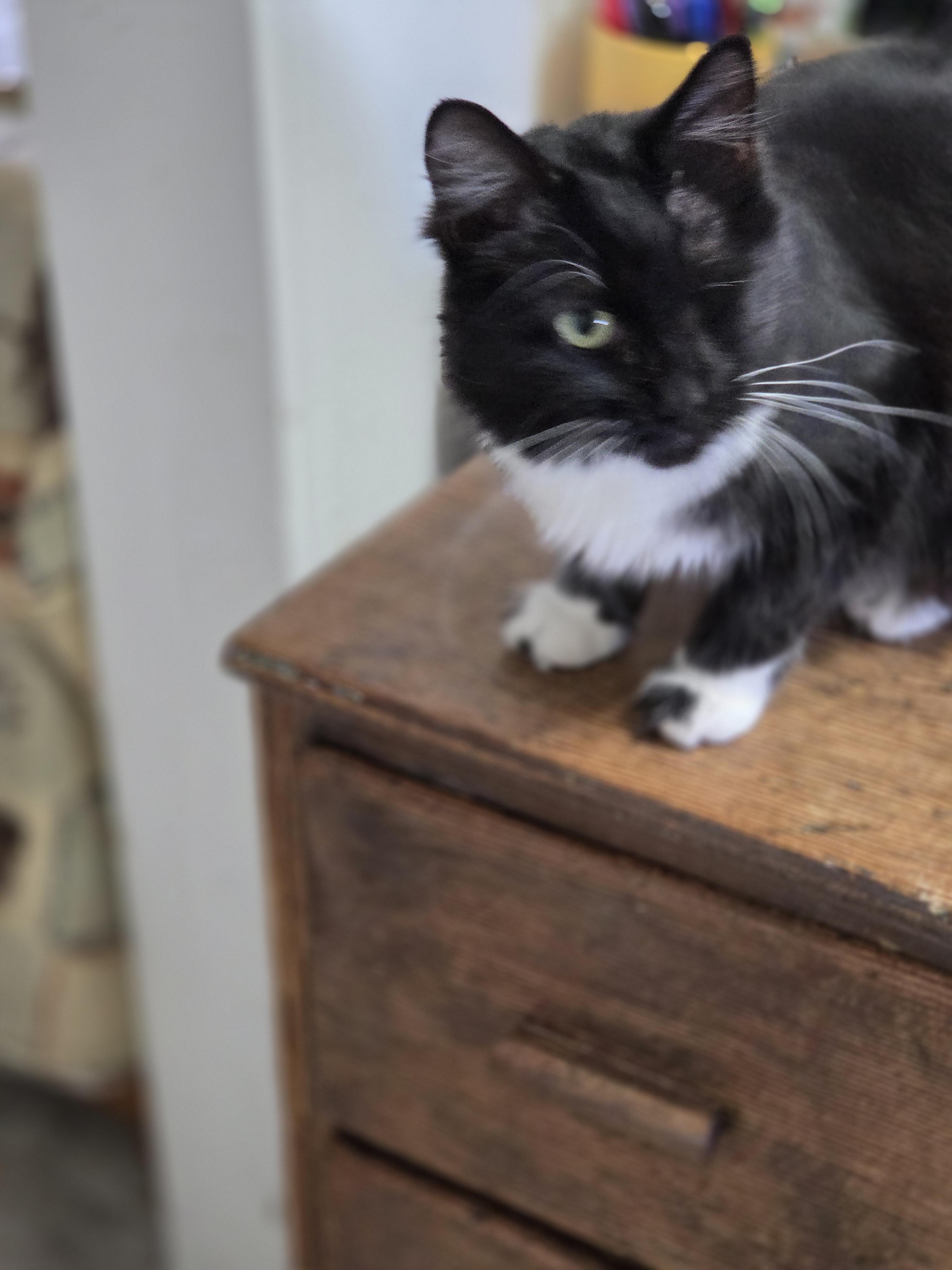 Enlarge Oreo Lynn, a Adoptable mixed breed in Buhl, ID image 2/6