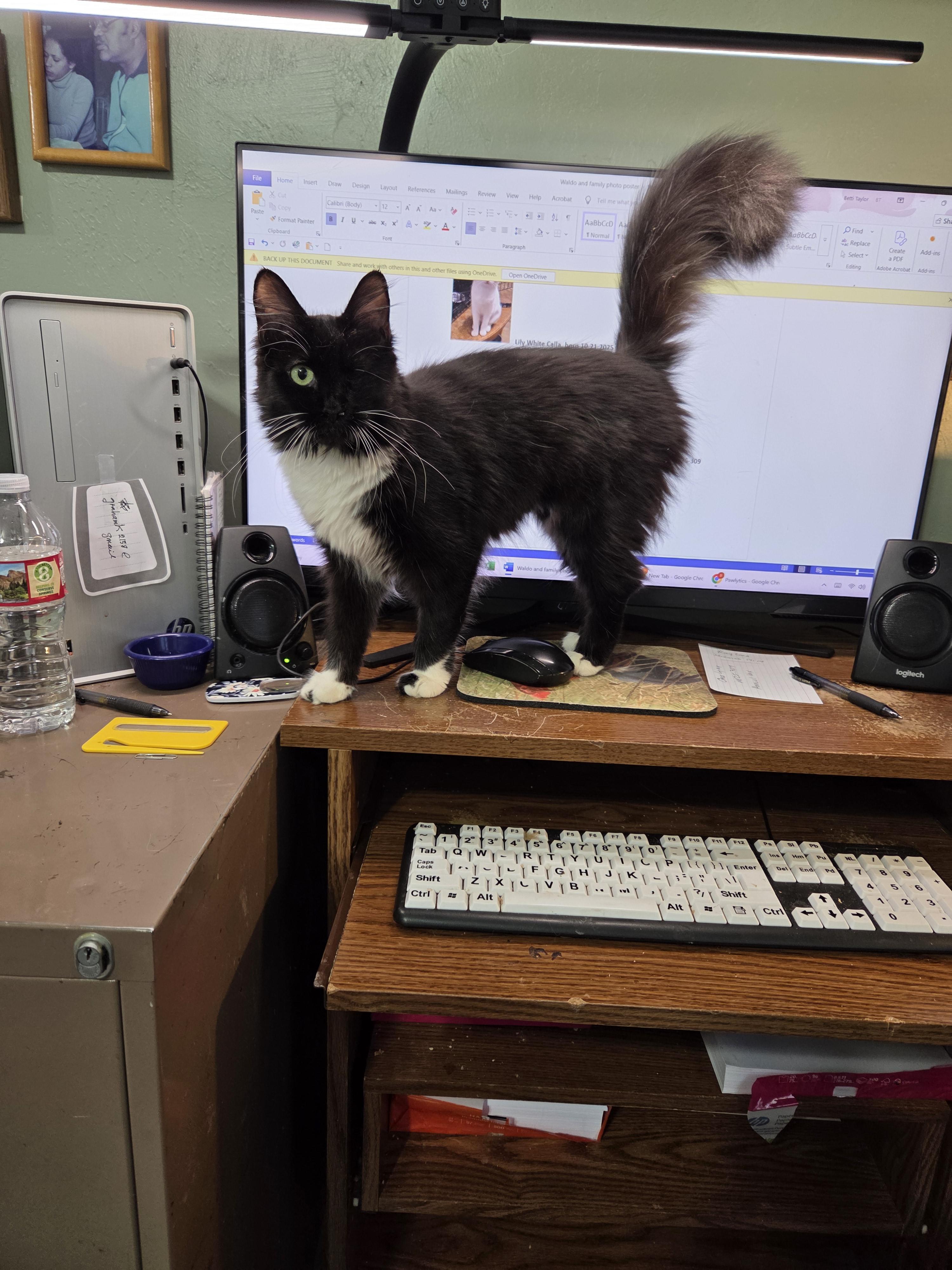 Oreo Lynn, a Adoptable mixed breed in Buhl, ID image 2/6