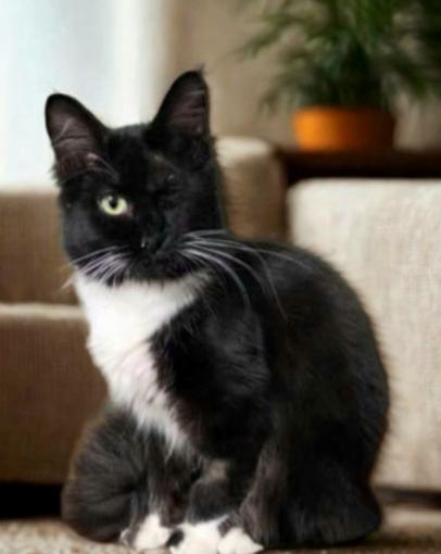 Oreo Lynn, a Adoptable mixed breed in Buhl, ID image 3/6