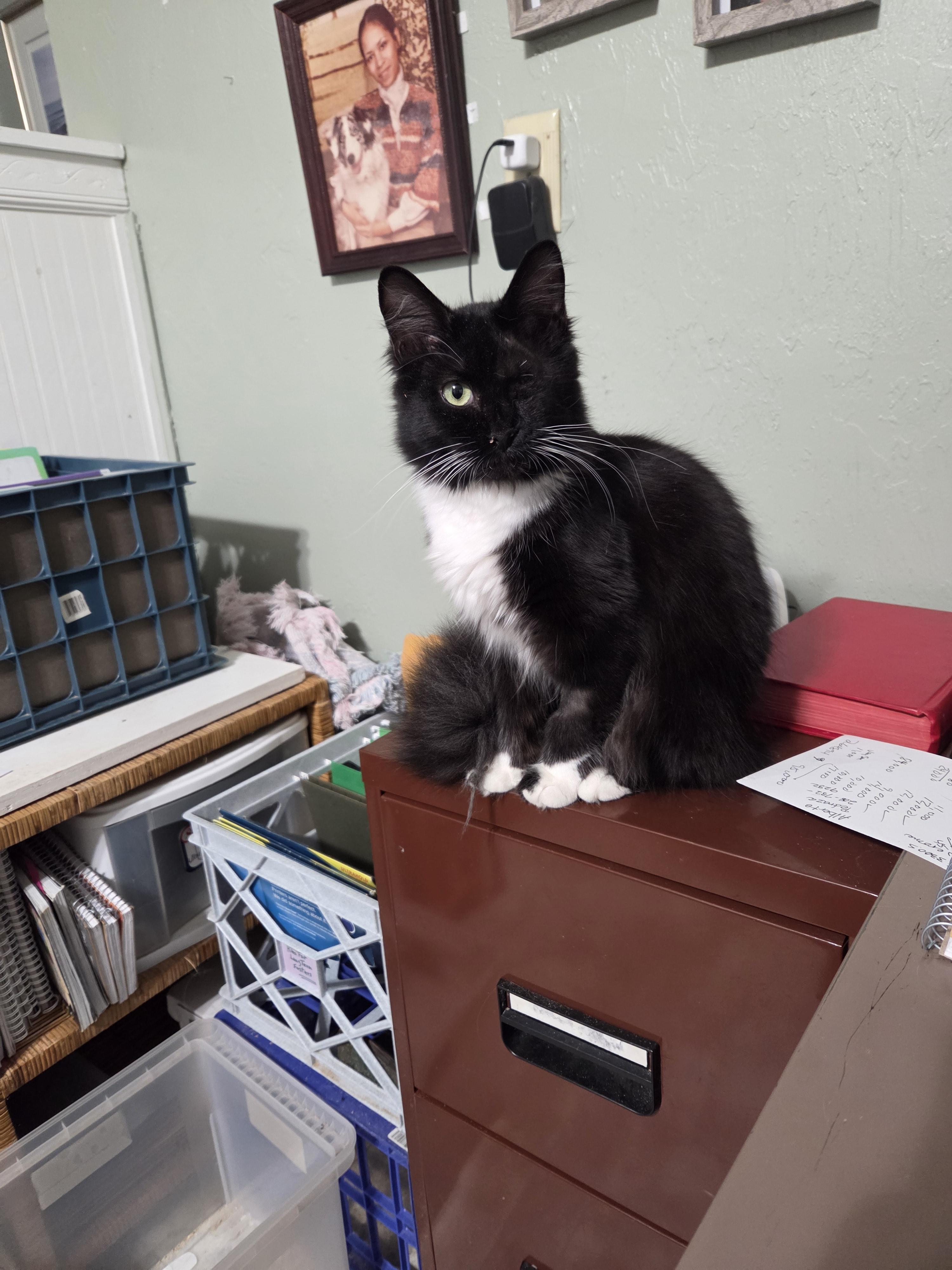 Enlarge Oreo Lynn, a Adoptable mixed breed in Buhl, ID image 4/6