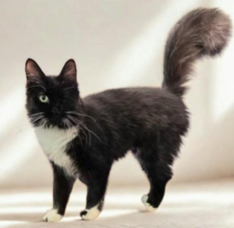 Oreo Lynn, a Adoptable mixed breed in Buhl, ID image 5/6