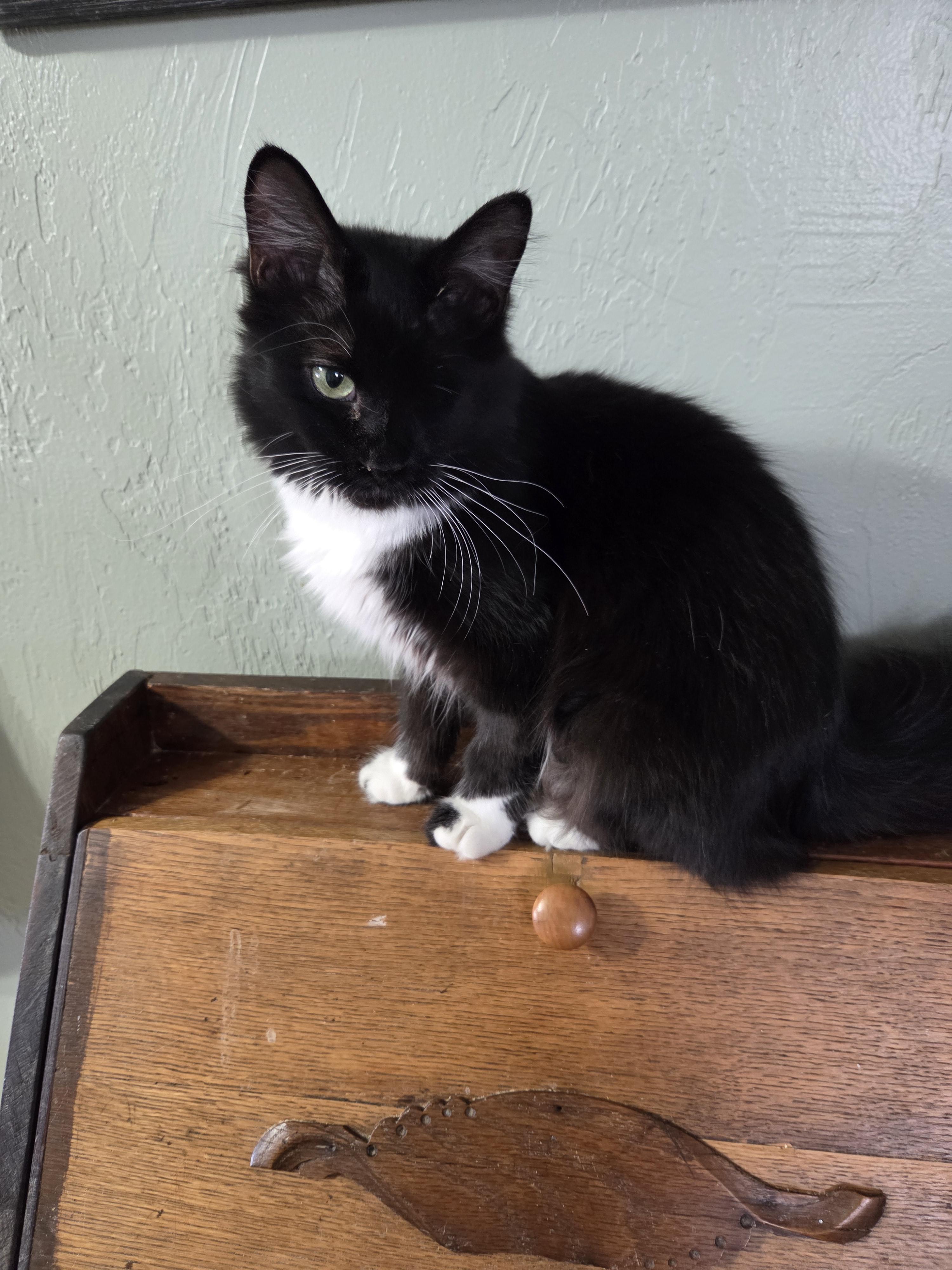 Enlarge Oreo Lynn, a Adoptable mixed breed in Buhl, ID image 6/6