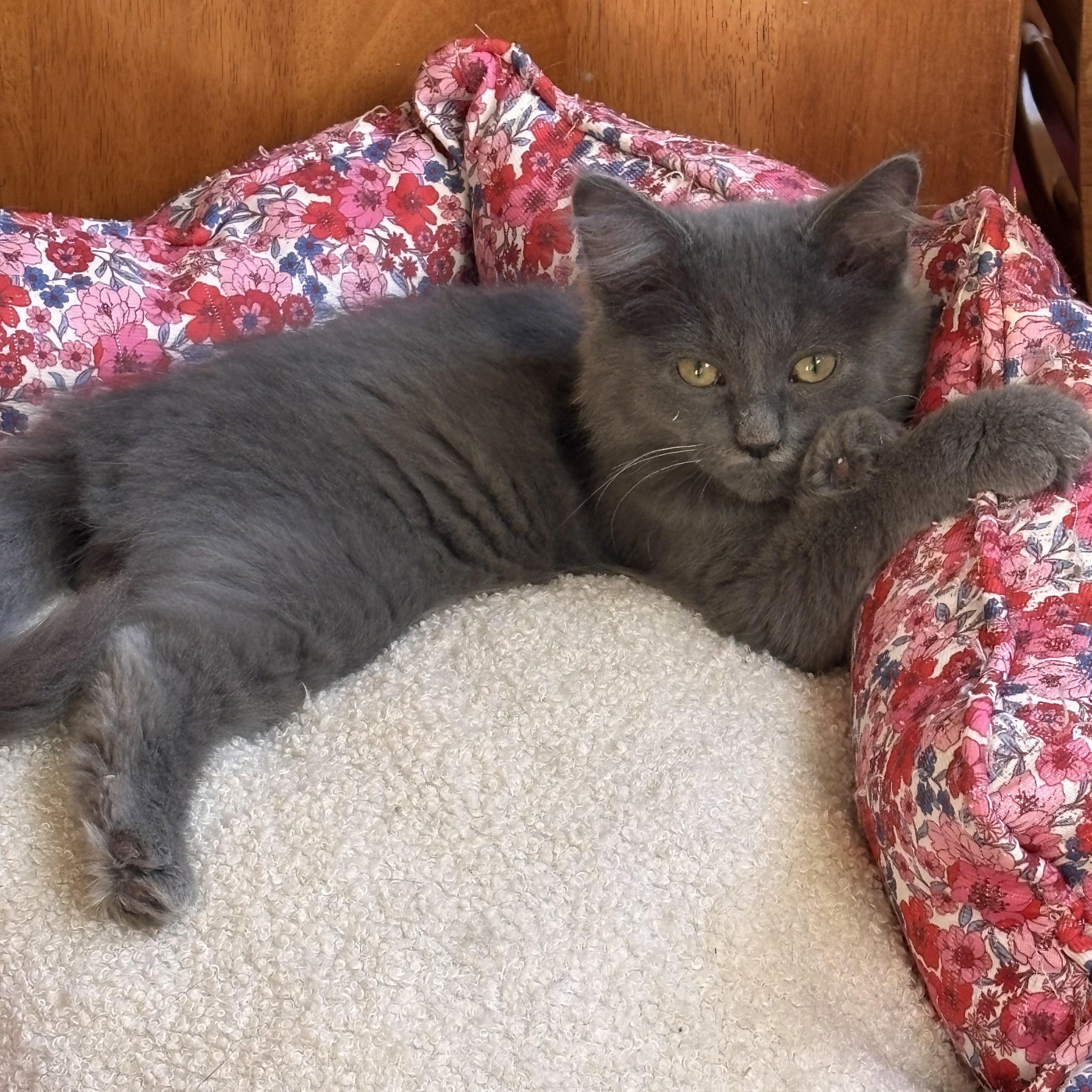 Ryle, Adopted, Kitten Male Domestic Long Hair.