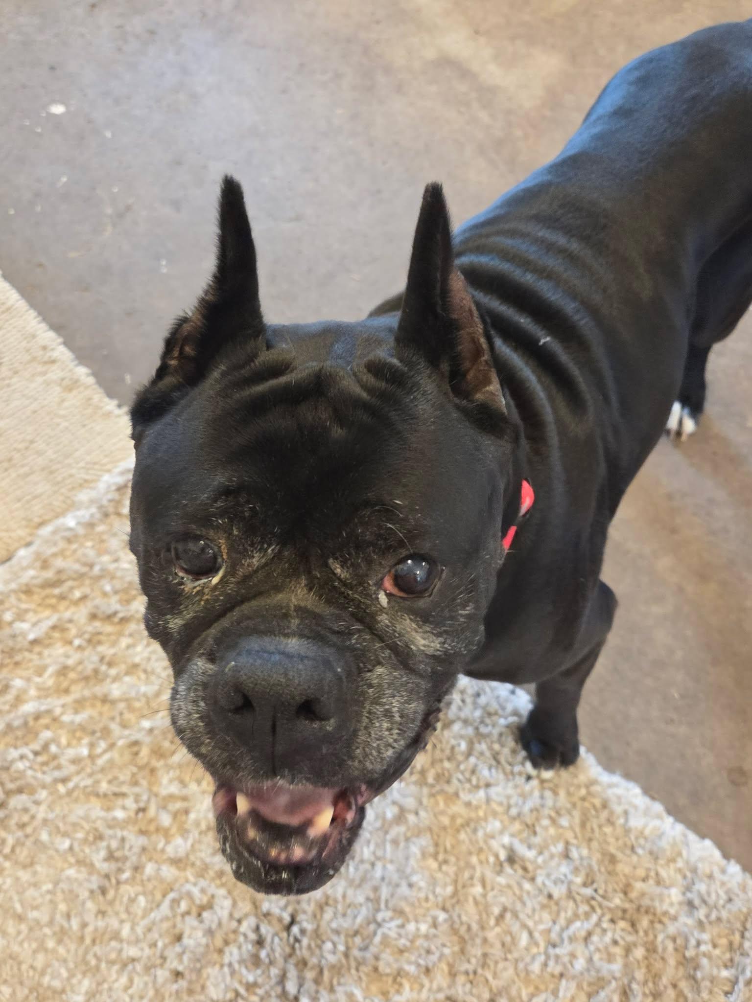 Doc, Adoptable, Senior Male Boxer.