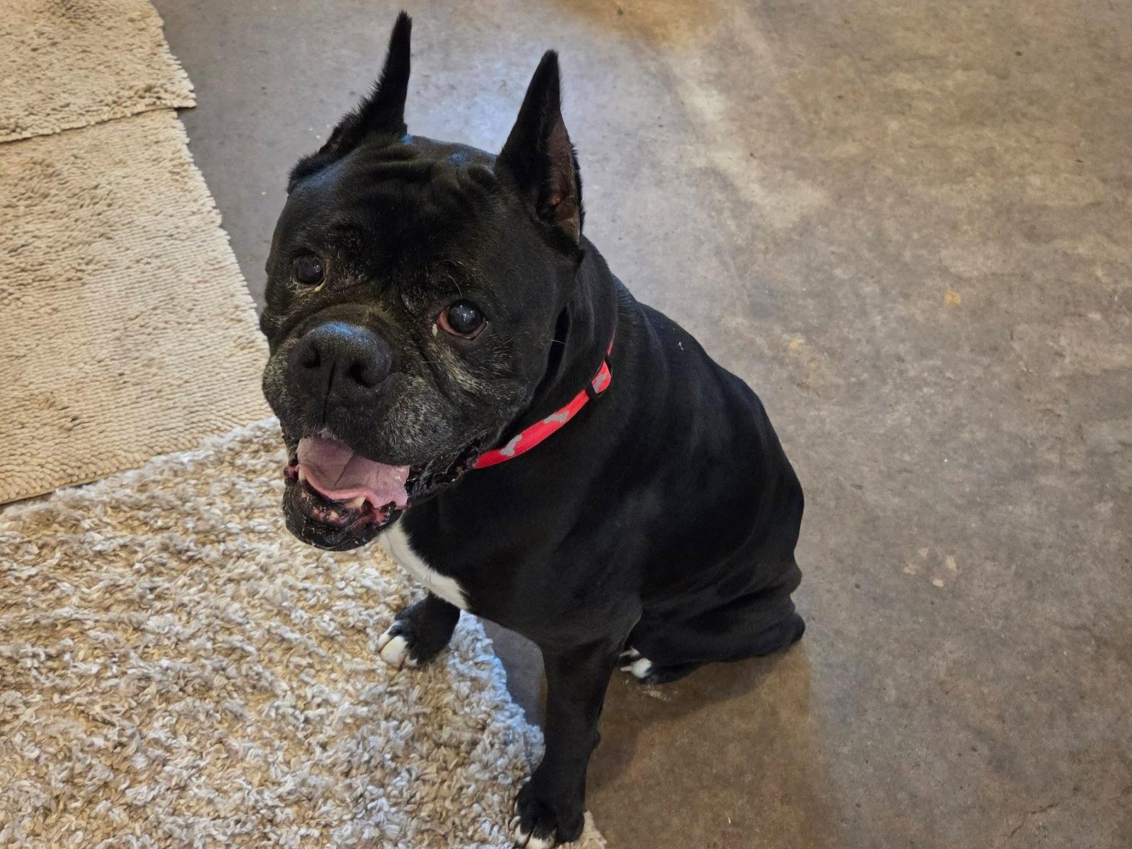 Doc, a Adoptable Boxer in Owatonna, MN image 2/3