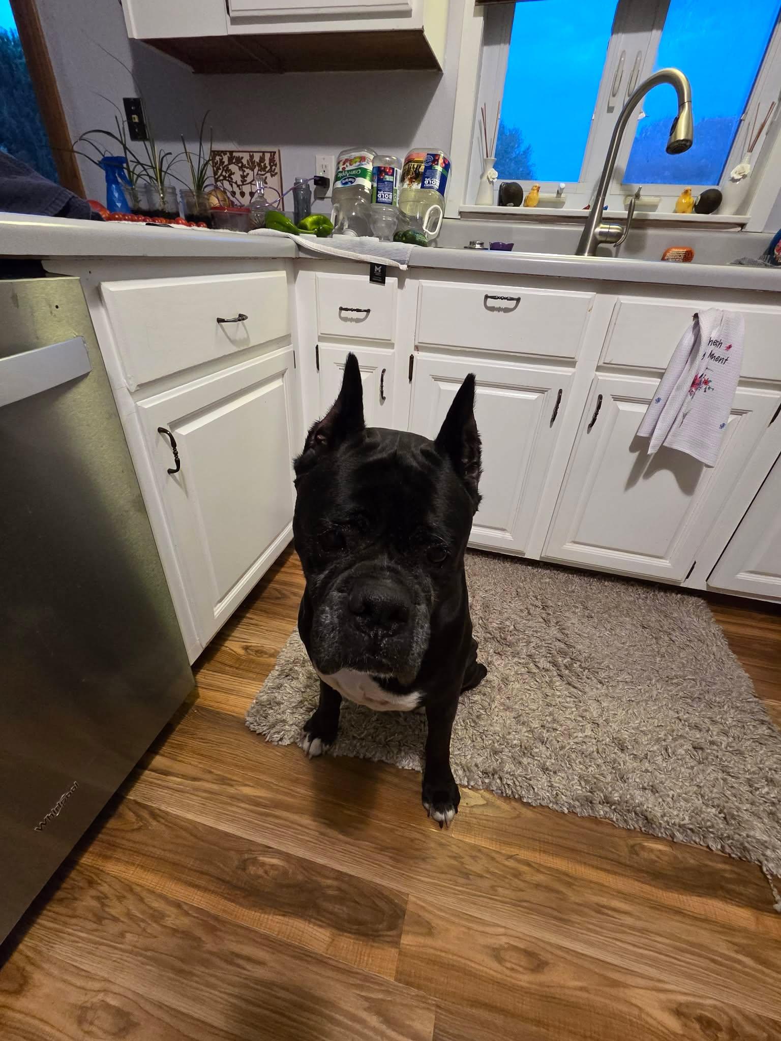 Doc, a Adoptable Boxer in Owatonna, MN image 3/3