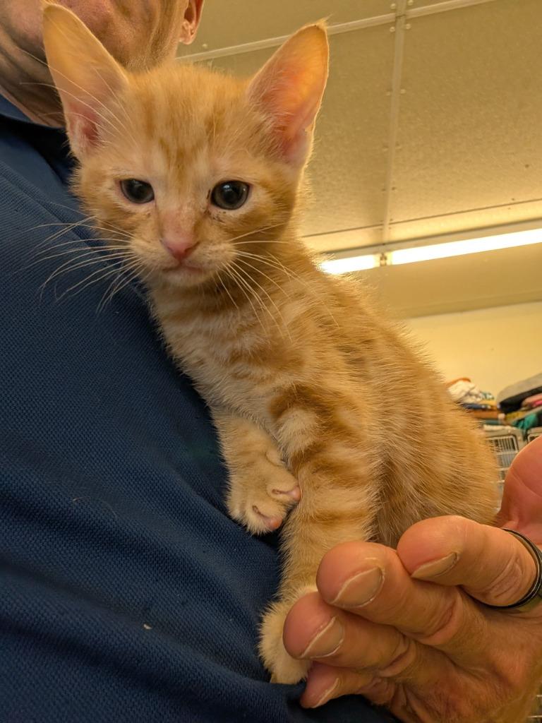 Rose 1, Adopted, Kitten Male Domestic Short Hair.
