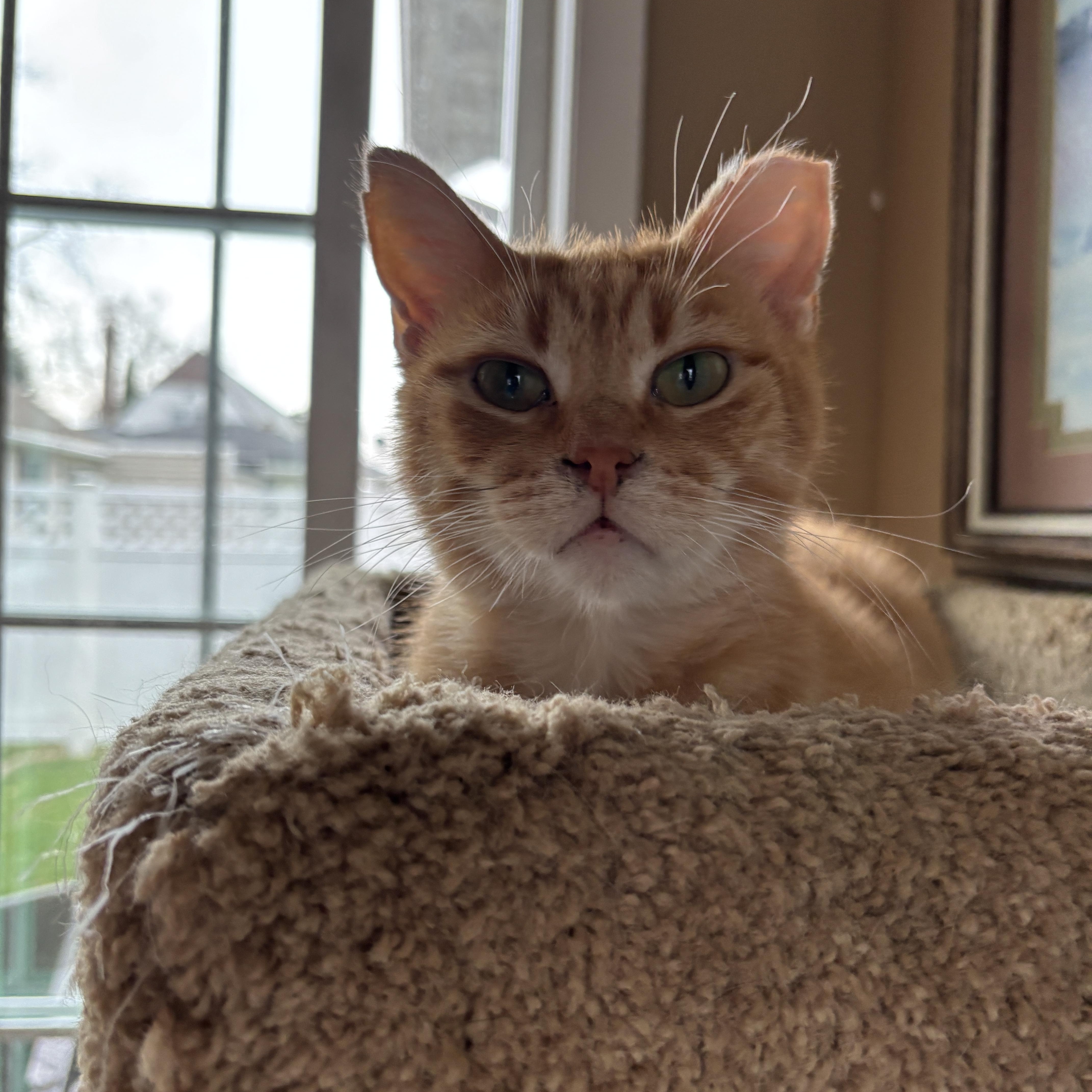 Toulouse, Adoptable, Adult Male Tabby.