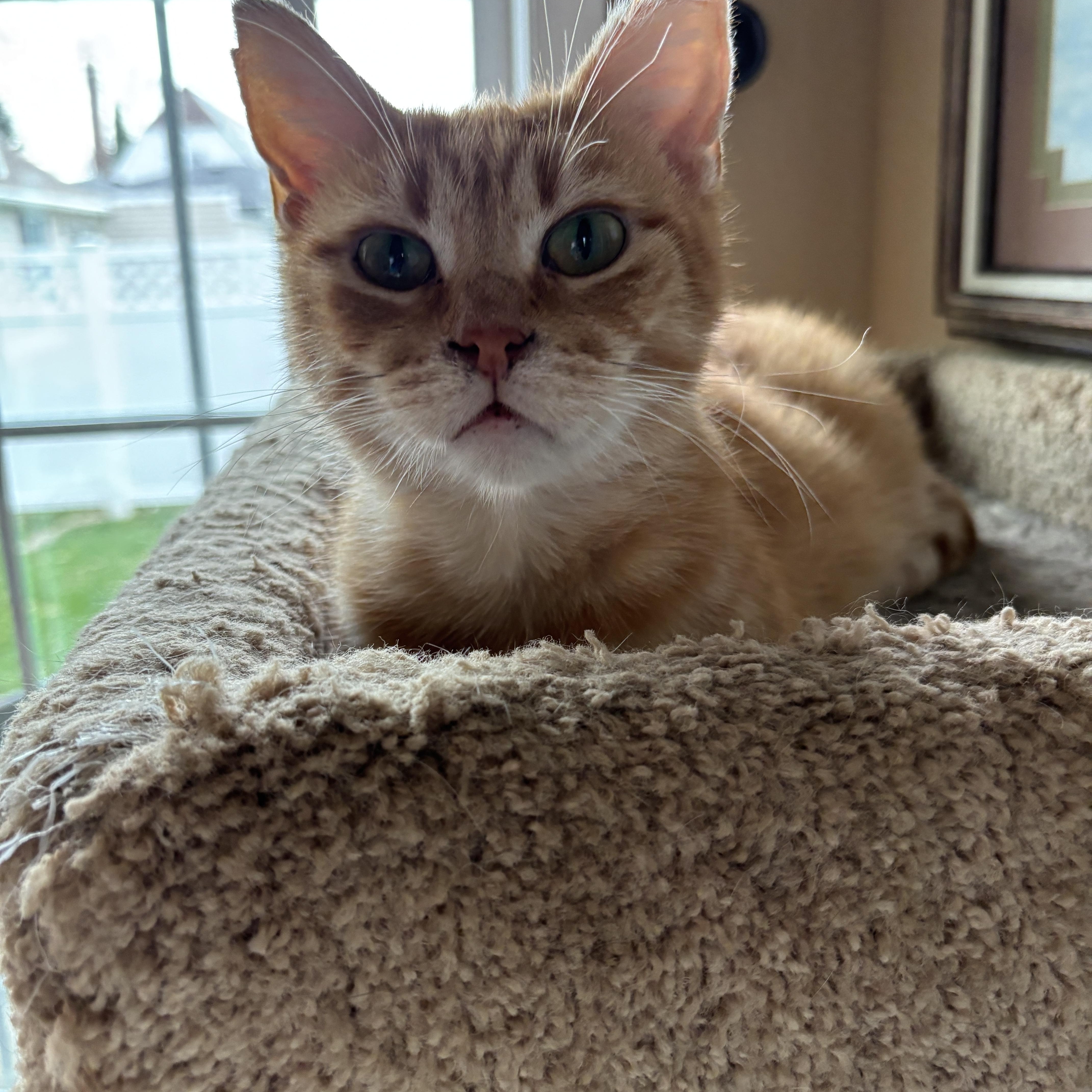 Toulouse, a Adoptable mixed breed in Sheboygan, WI image 2/3