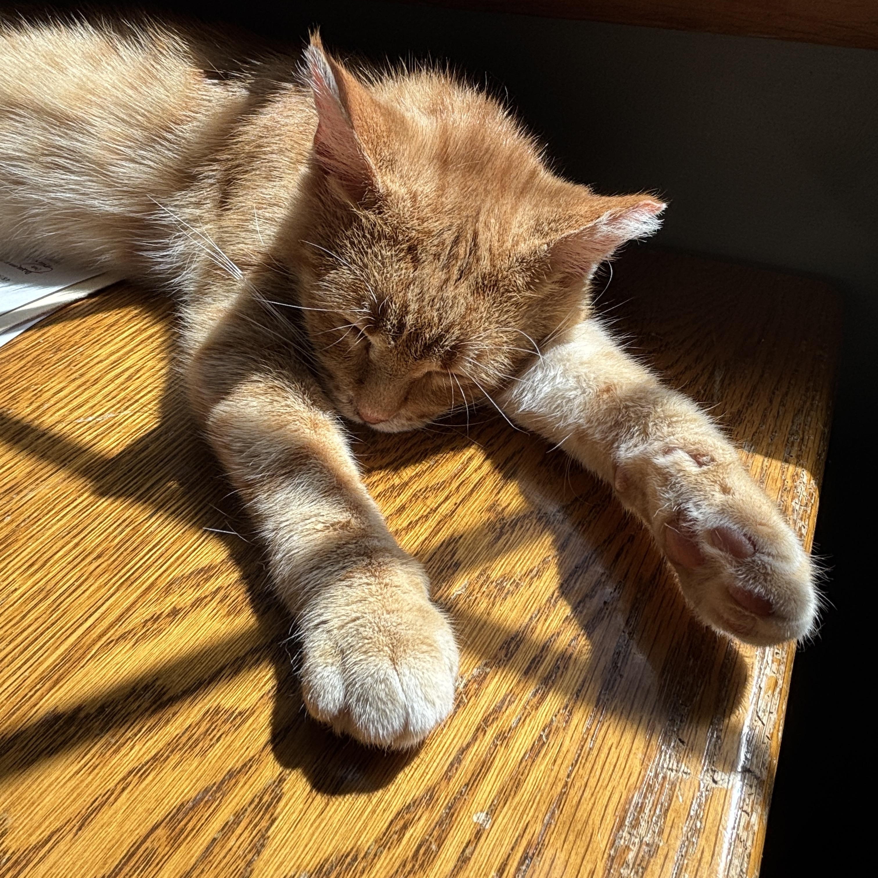 Toulouse, a Adoptable mixed breed in Sheboygan, WI image 3/3