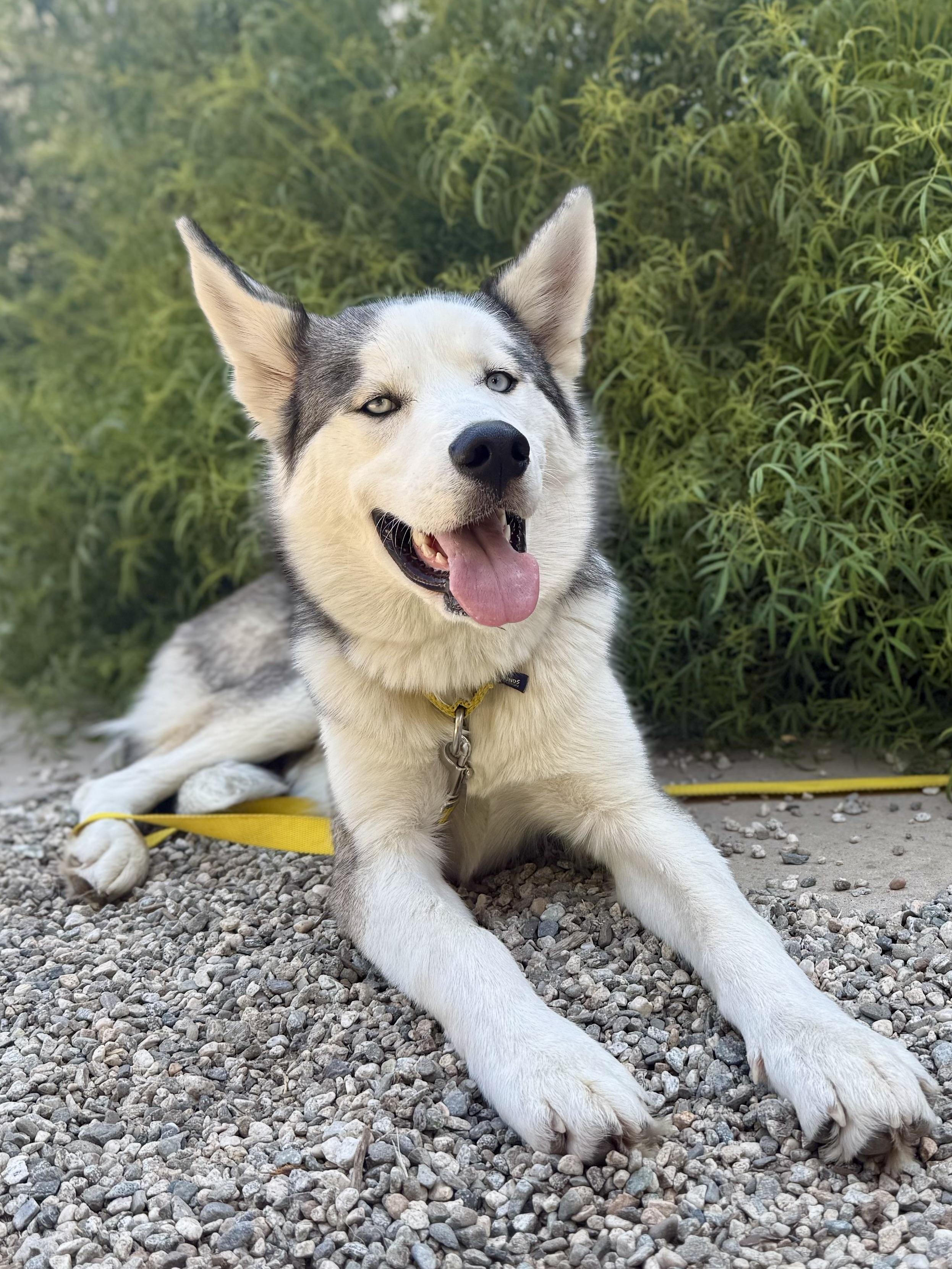 Enlarge Tommy, a Adoptable mixed breed in Los Angeles, CA image 2/6