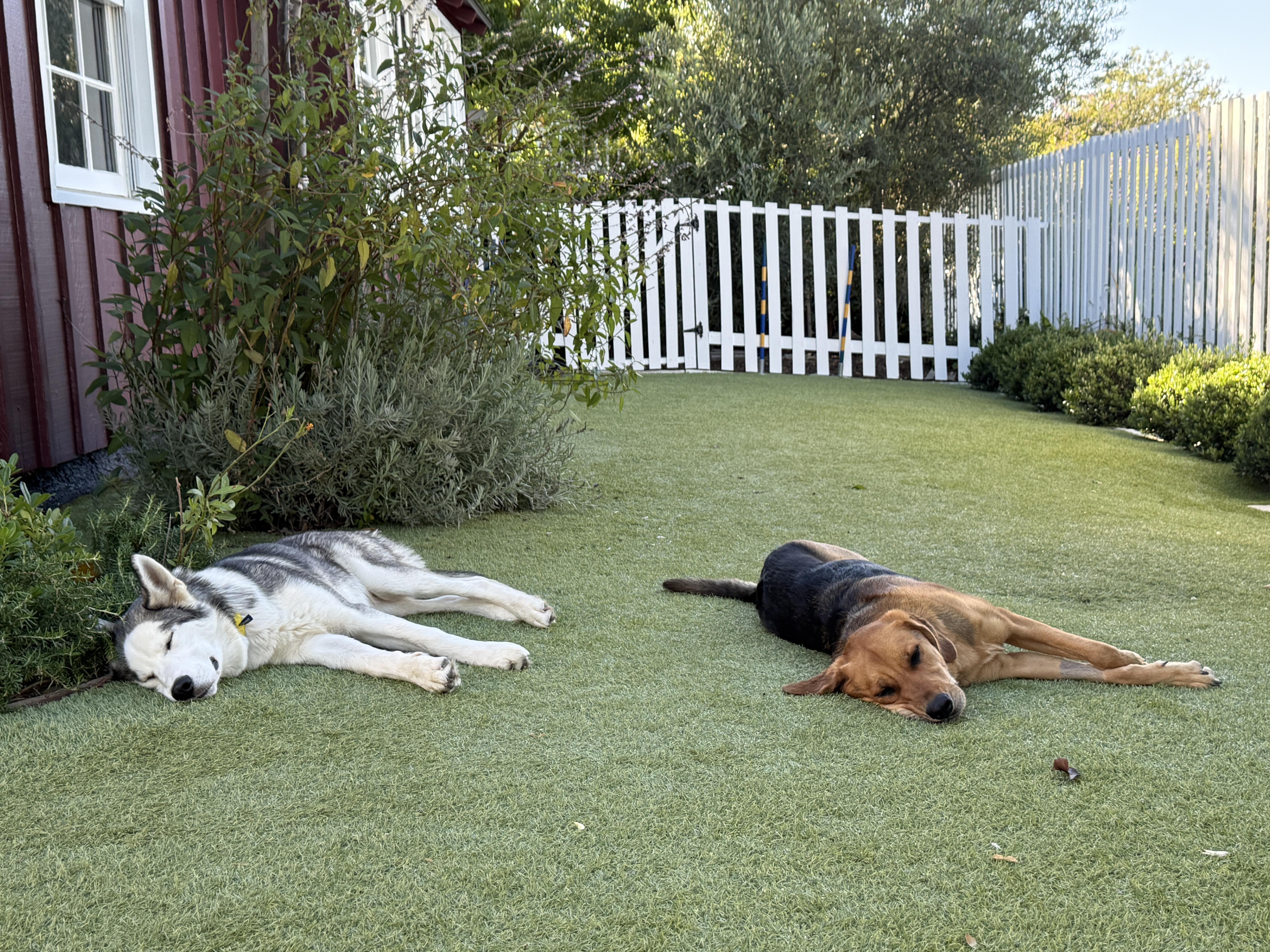 Enlarge Tommy, a Adoptable mixed breed in Los Angeles, CA image 4/6