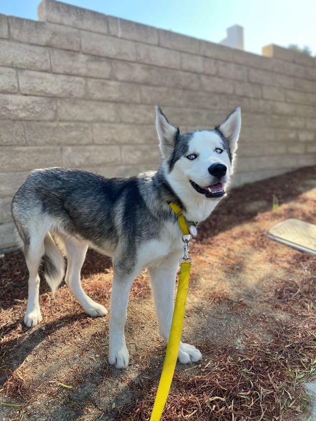 Enlarge Tommy, a Adoptable mixed breed in Los Angeles, CA image 5/6