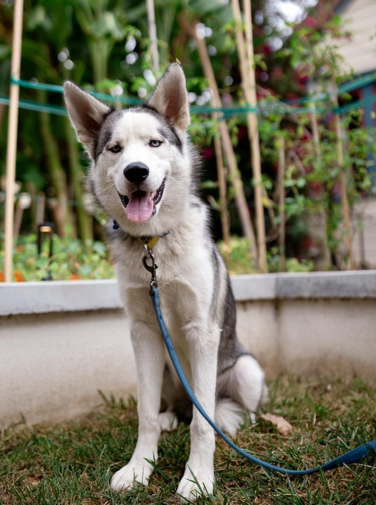 Tommy, Adoptable, Puppy Male Husky.