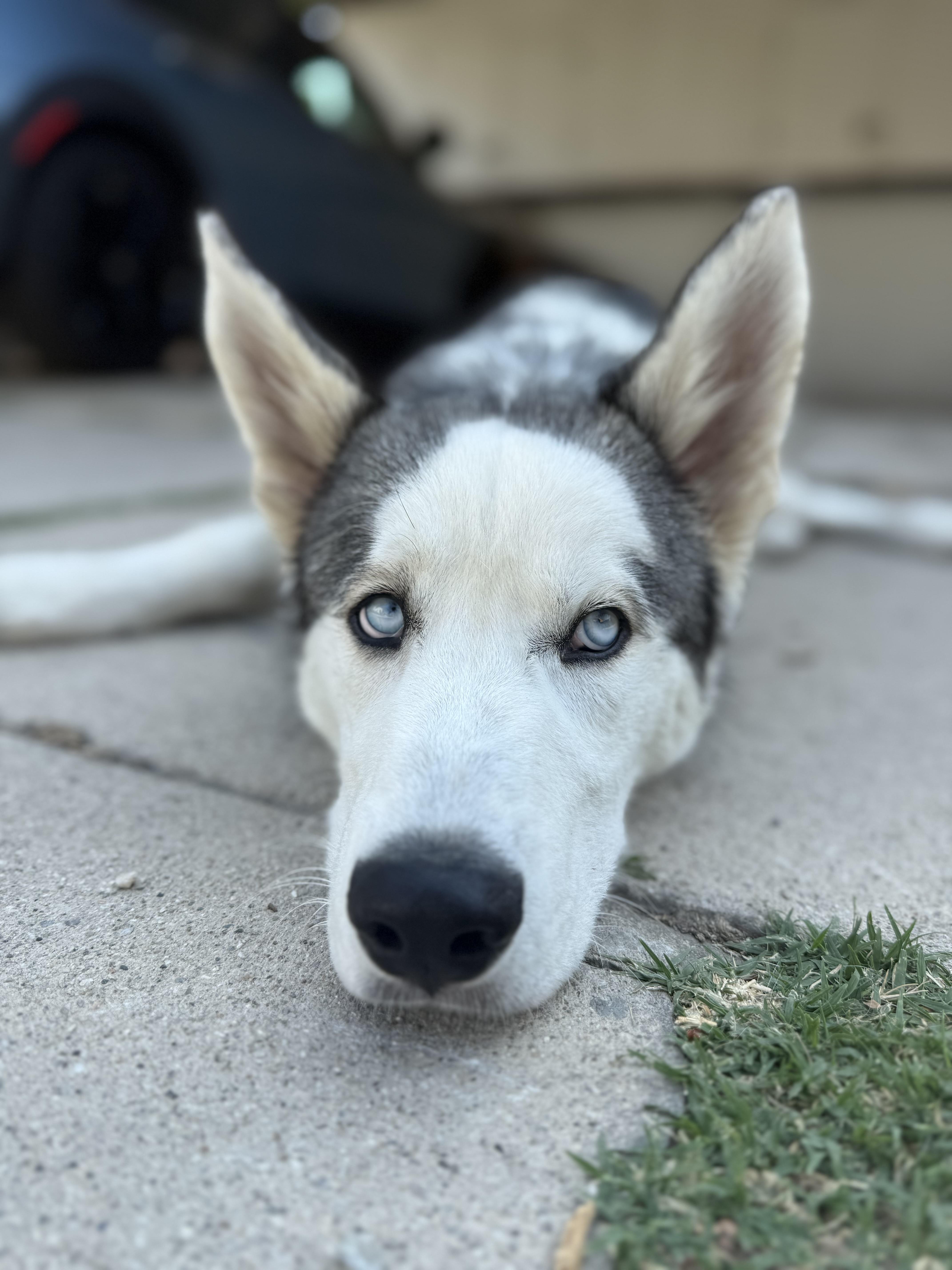 Enlarge Tommy, a Adoptable mixed breed in Los Angeles, CA image 3/6