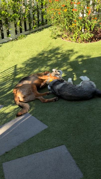 Enlarge Tommy, a Adoptable mixed breed in Los Angeles, CA video 6/6