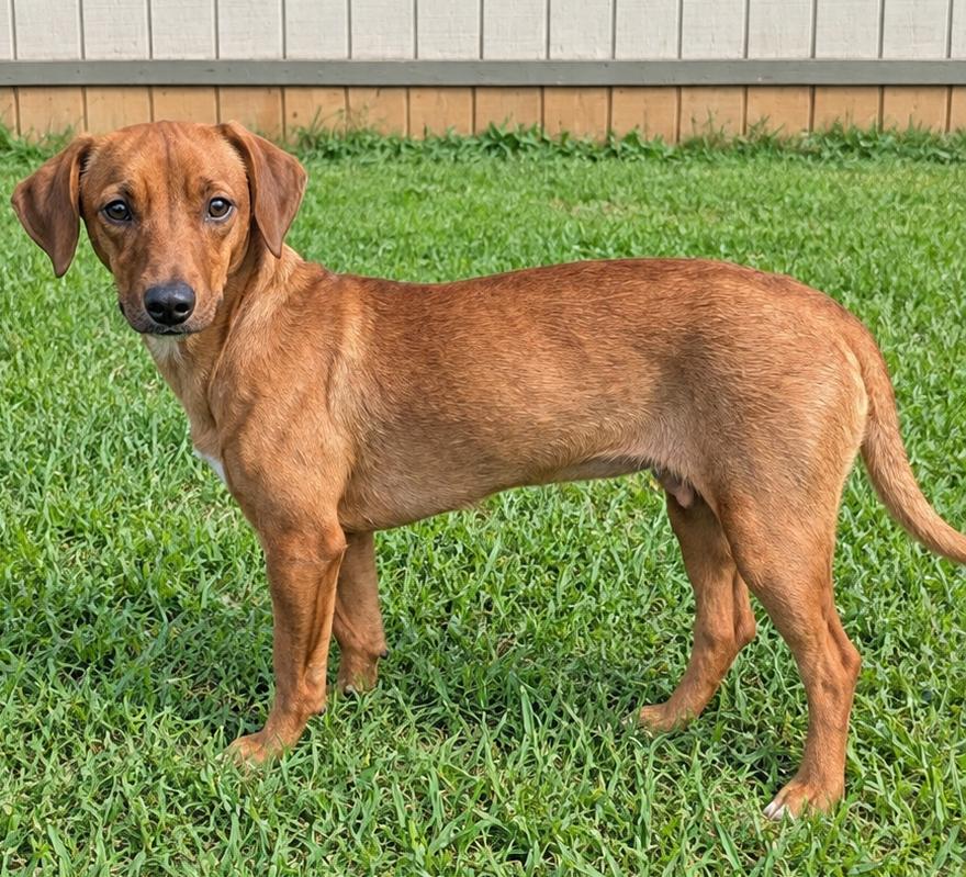 Enlarge Cerberus, a Adoptable mixed breed in Jackson, GA image 1/1