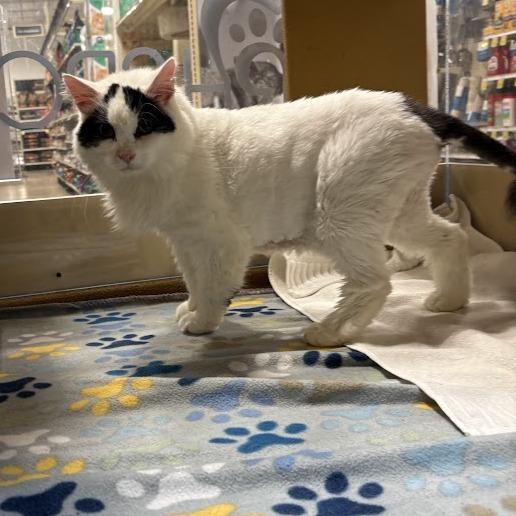 Enlarge Baby, a Adoptable mixed breed in Harrisonburg, VA image 1/6