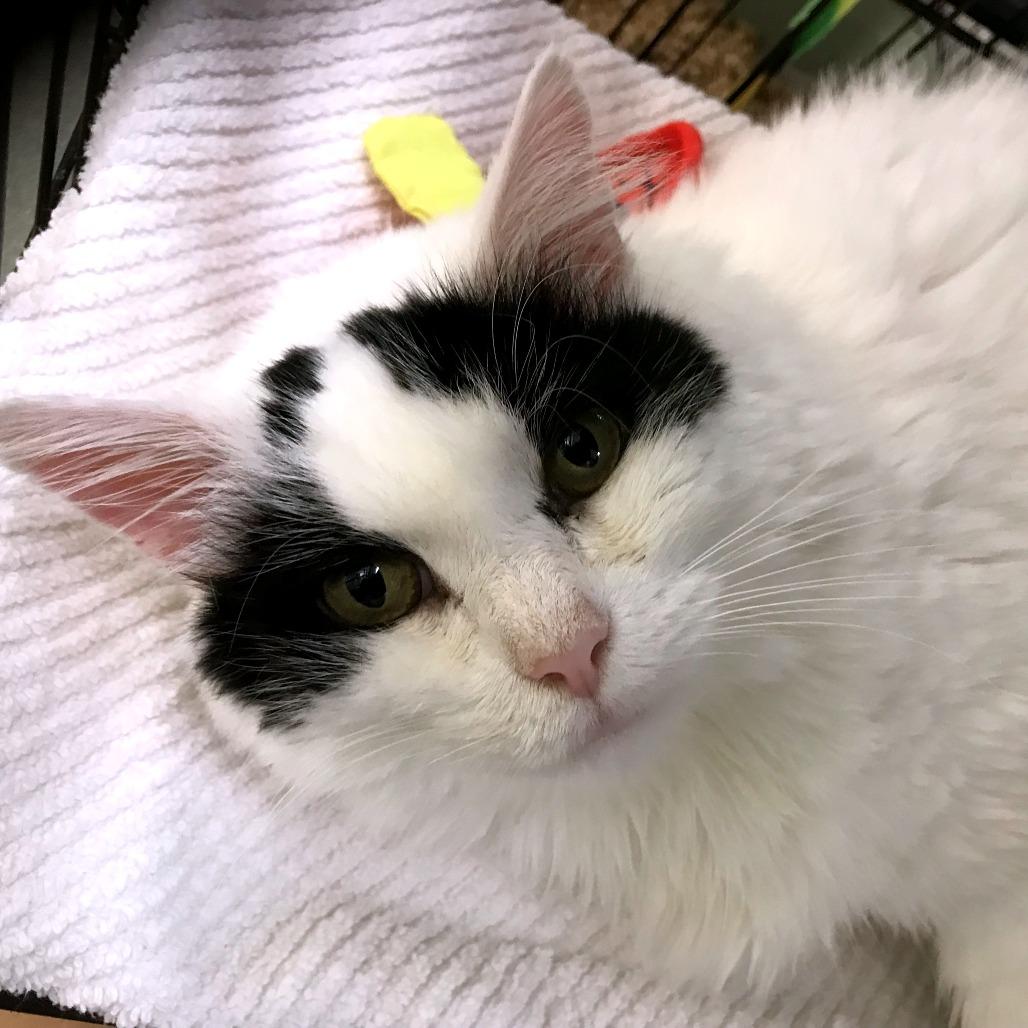 Enlarge Baby, a Adoptable mixed breed in Harrisonburg, VA image 2/6