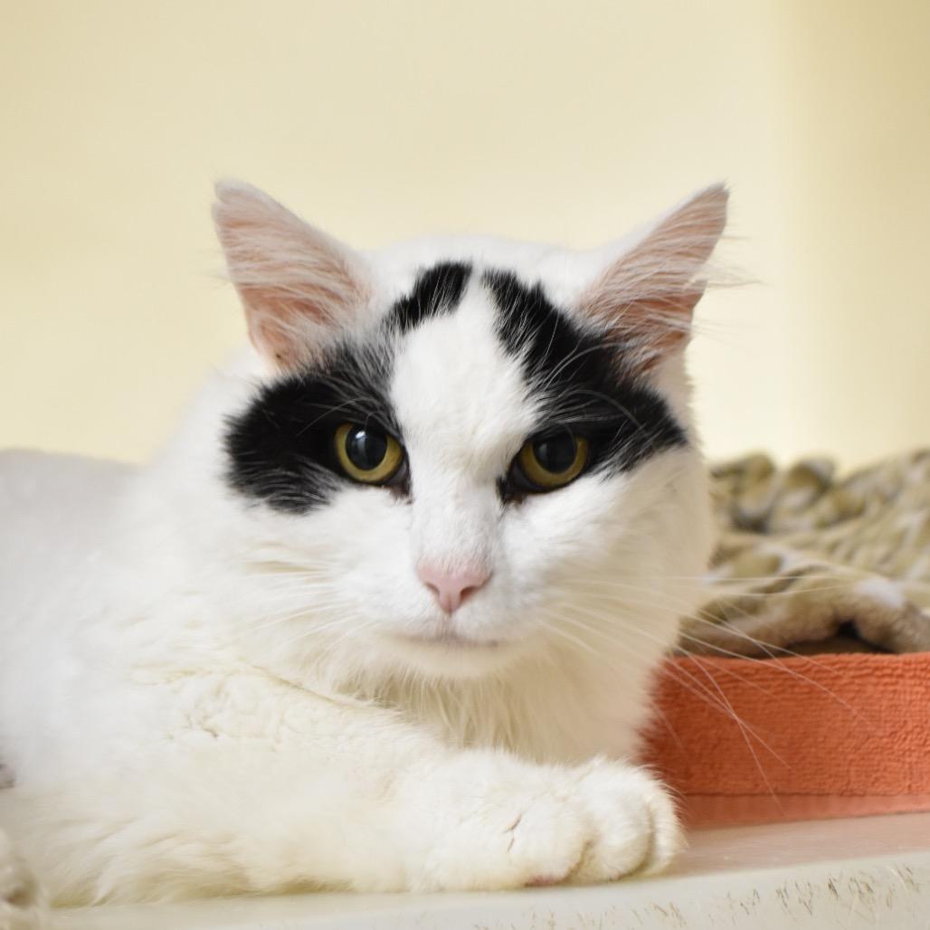 Enlarge Baby, a Adoptable mixed breed in Harrisonburg, VA image 3/6