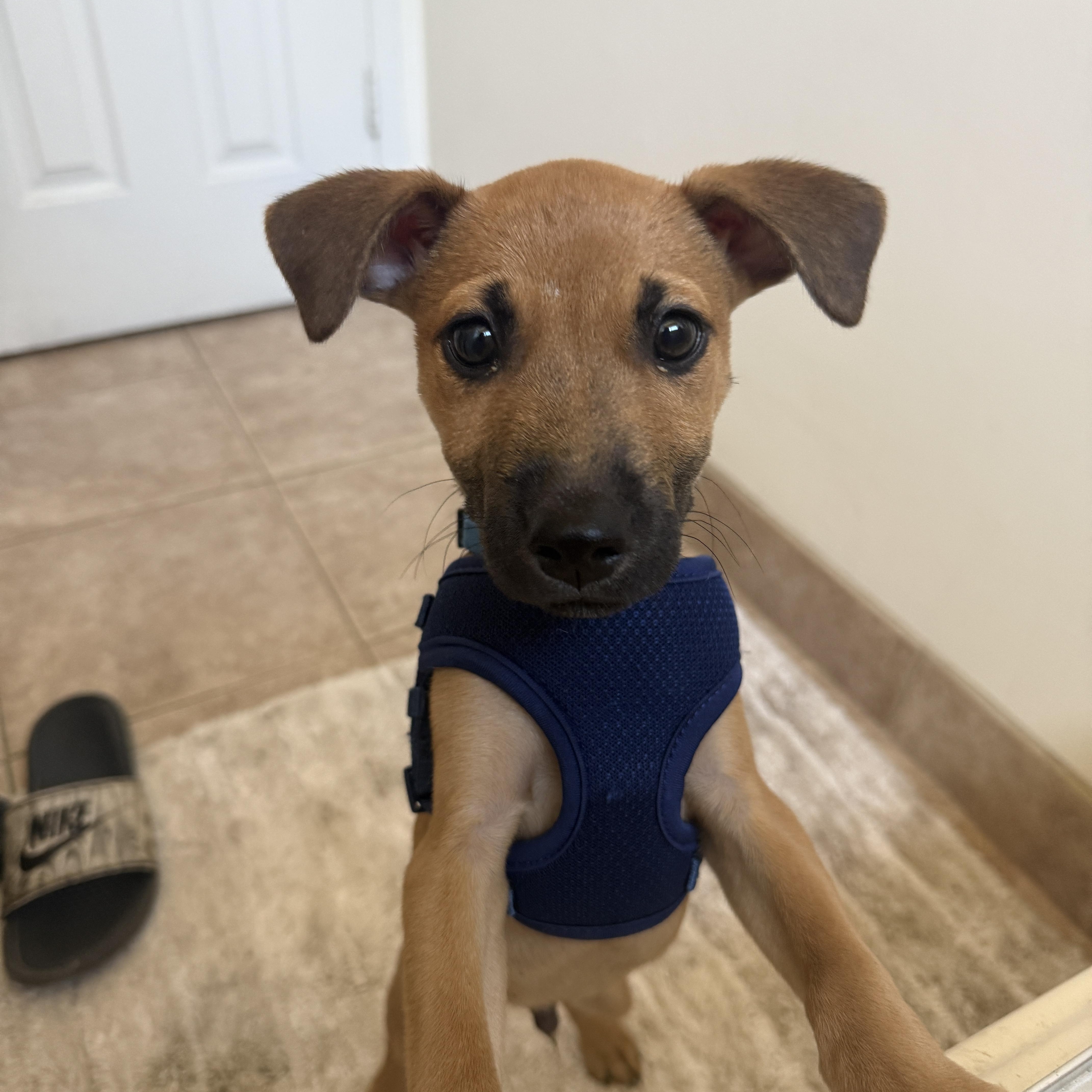 Enlarge Remmy Roo - The Sweet Baby With A Sad Story!, a Adoptable mixed breed in Ojai, CA image 2/6