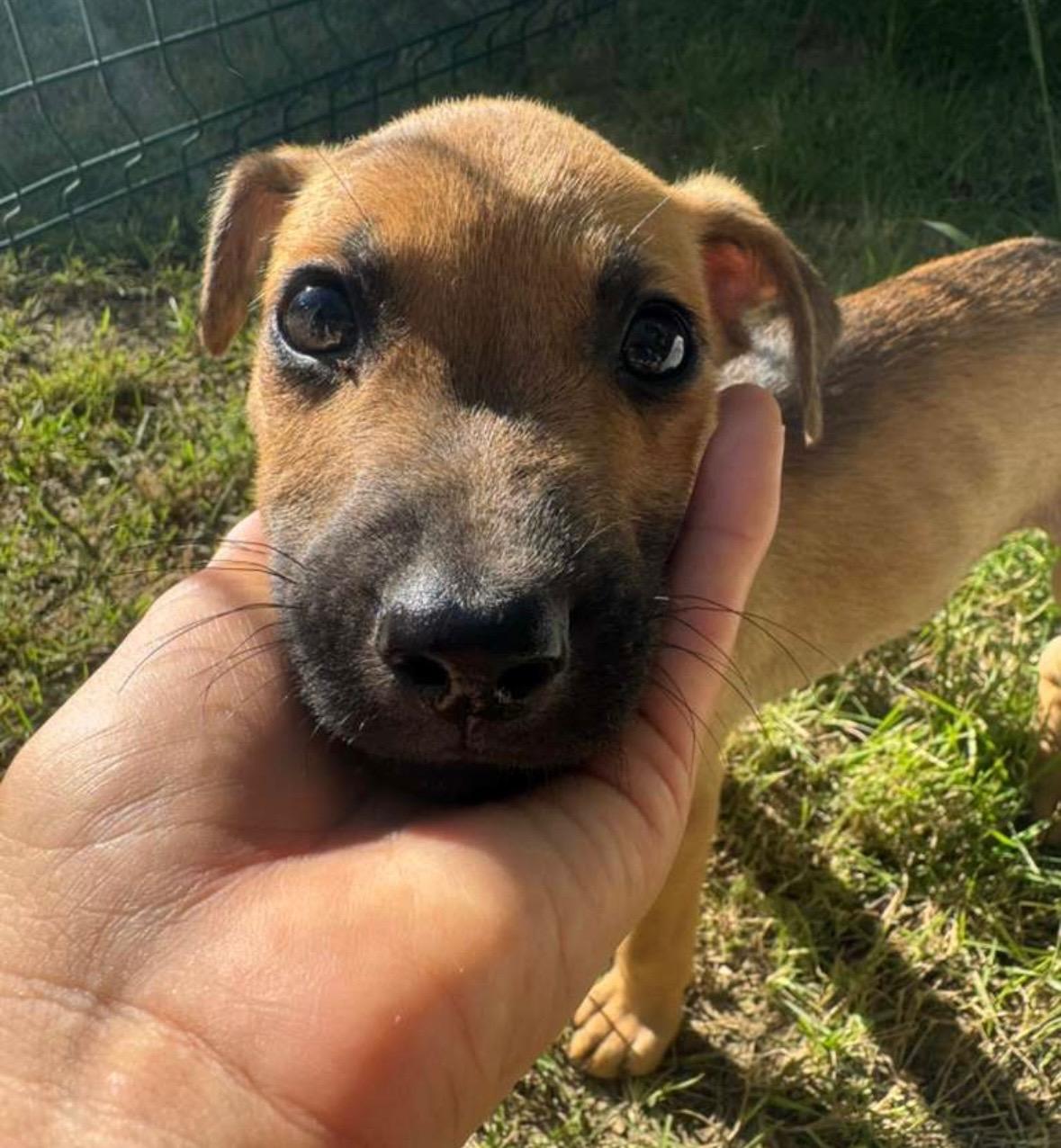 Enlarge Remmy Roo - The Sweet Baby With A Sad Story!, a Adoptable mixed breed in Ojai, CA image 3/6