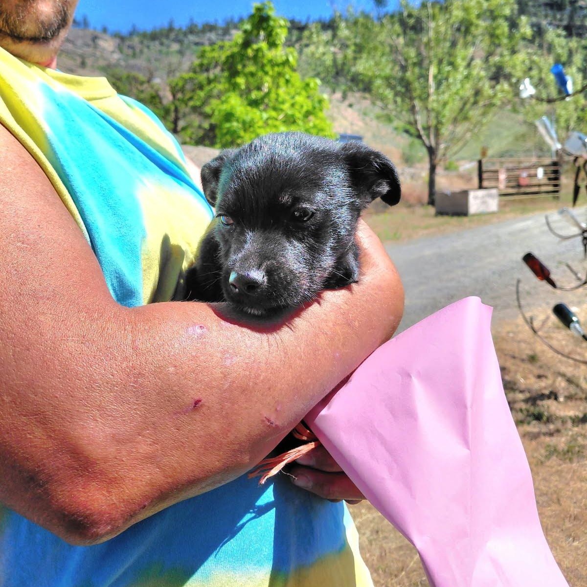 Enlarge Finn, an adopted mixed breed in Oroville, WA image 3/5
