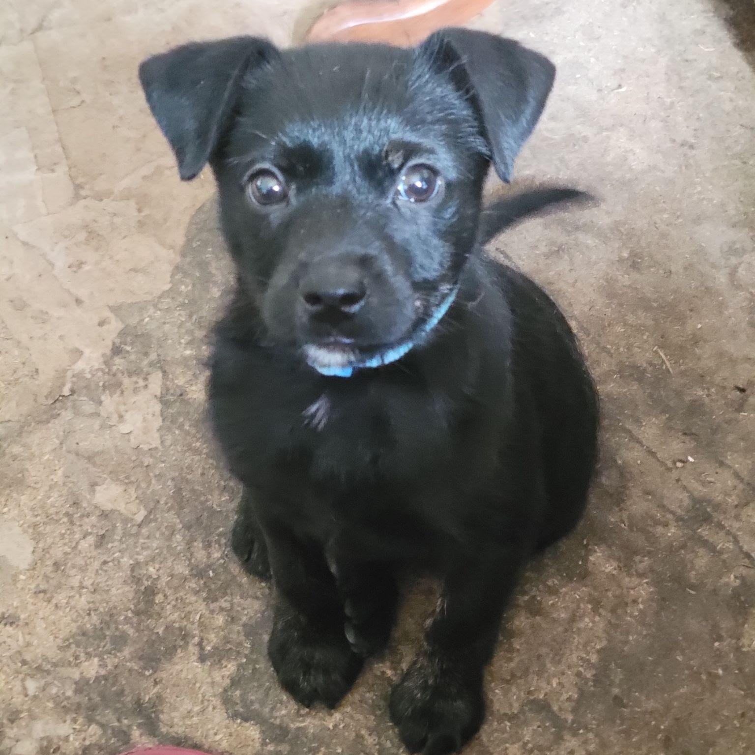 Enlarge Finn, an adopted mixed breed in Oroville, WA image 1/5
