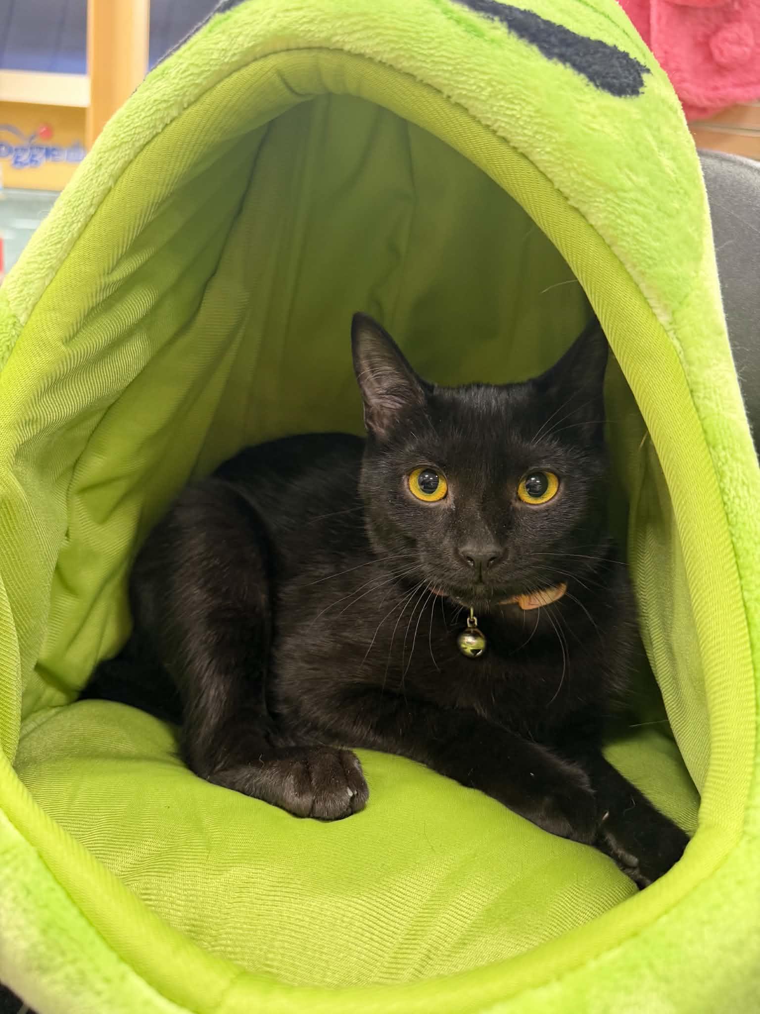 Vivian, Adoptable, Kitten Female Domestic Short Hair.