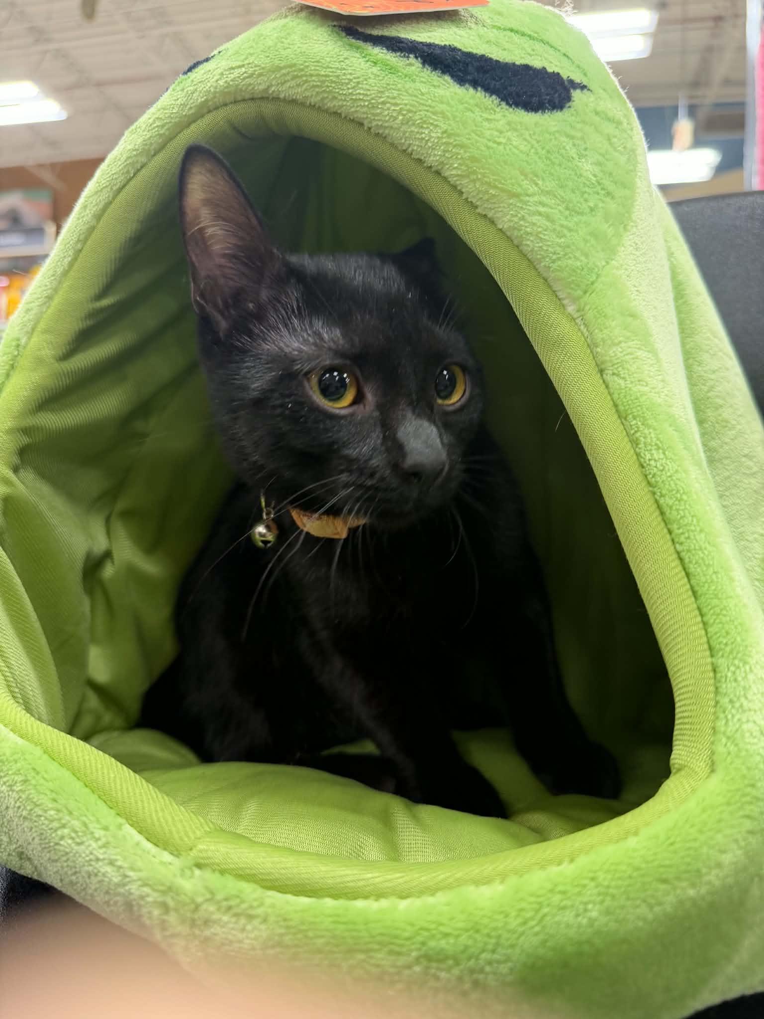 Enlarge Vivian, a Adoptable Domestic Short Hair in Barrington Hills, IL image 3/3