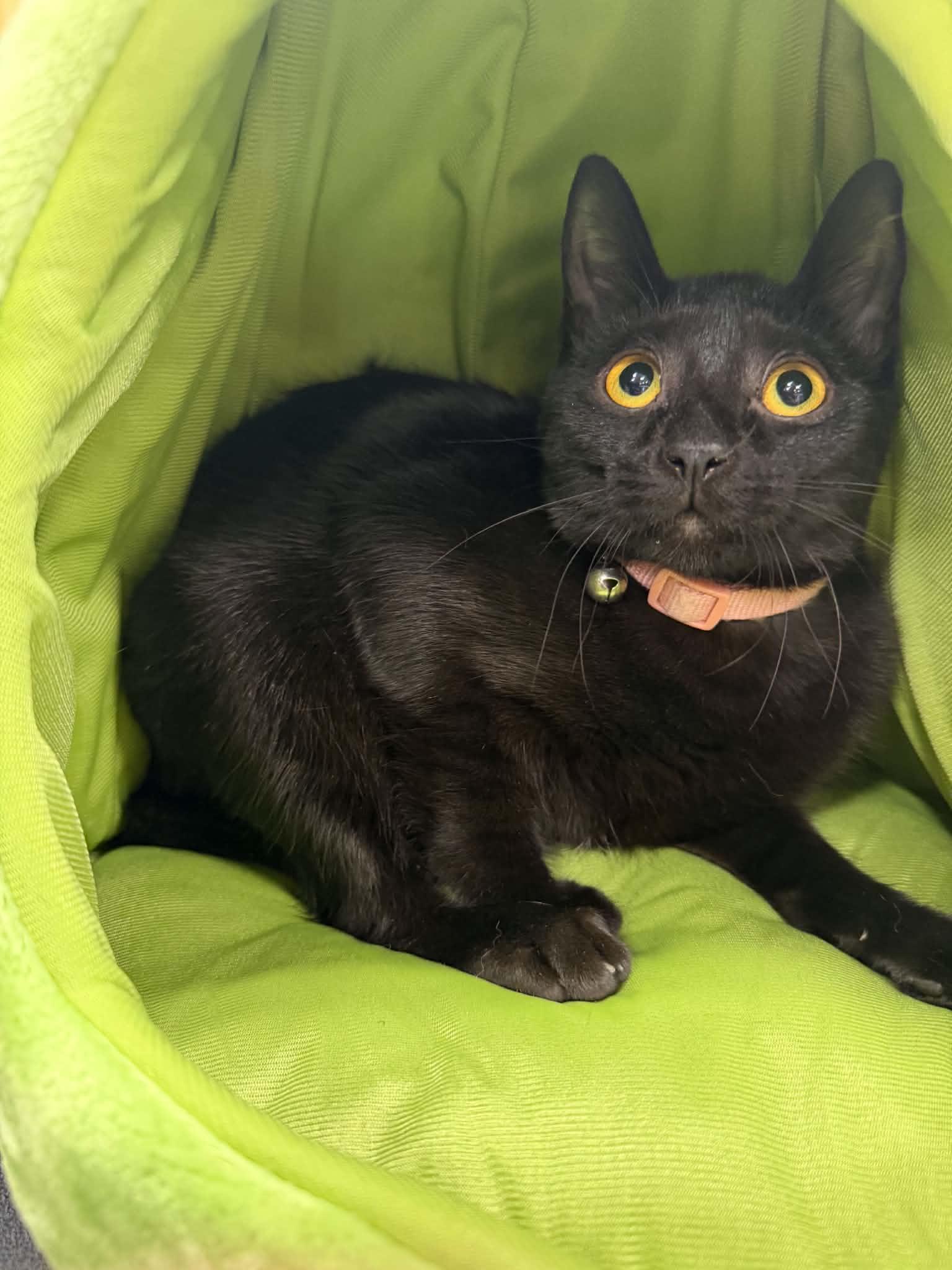 Enlarge Vivian, a Adoptable Domestic Short Hair in Barrington Hills, IL image 2/3