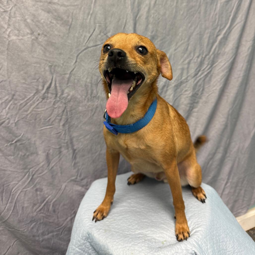 Enlarge Milo, a Adoptable Chihuahua in Fresno, CA image 1/4