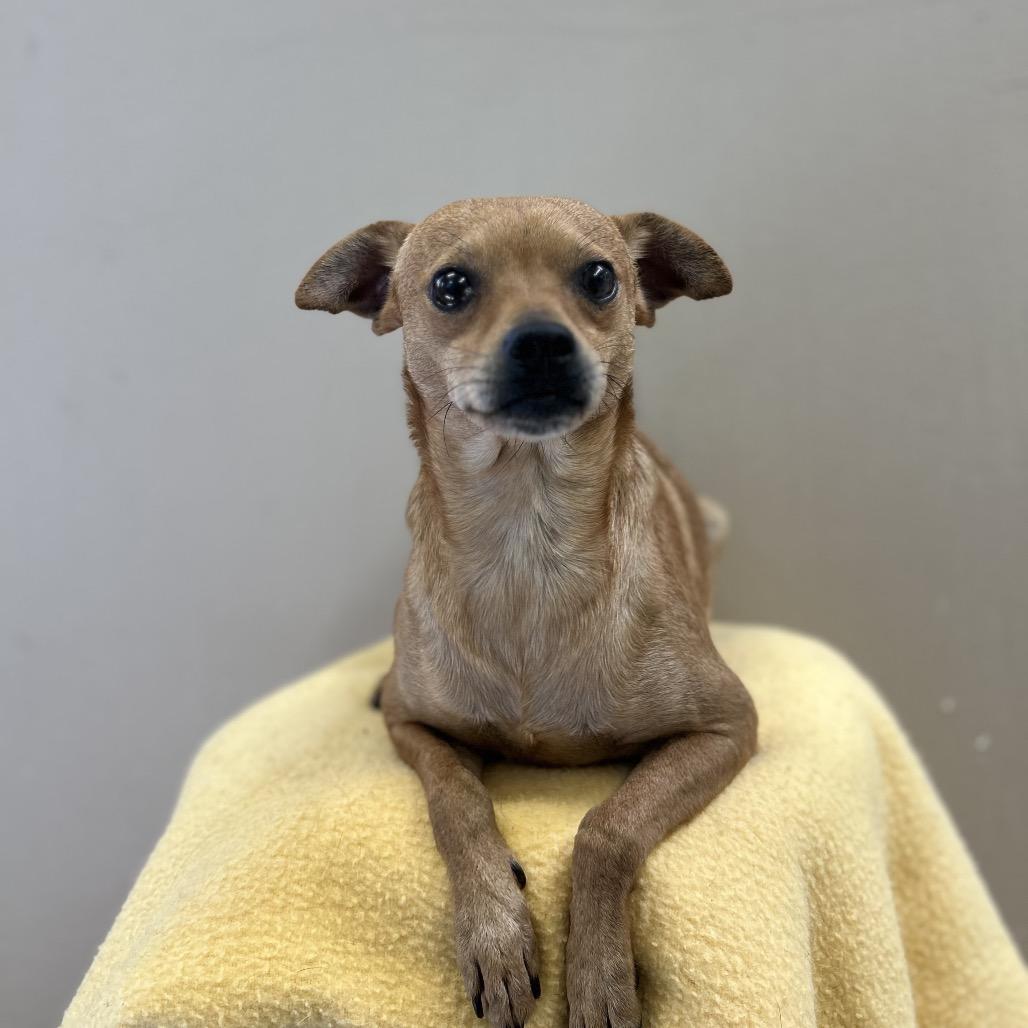 Enlarge Milo, a Adoptable Chihuahua in Fresno, CA image 2/4
