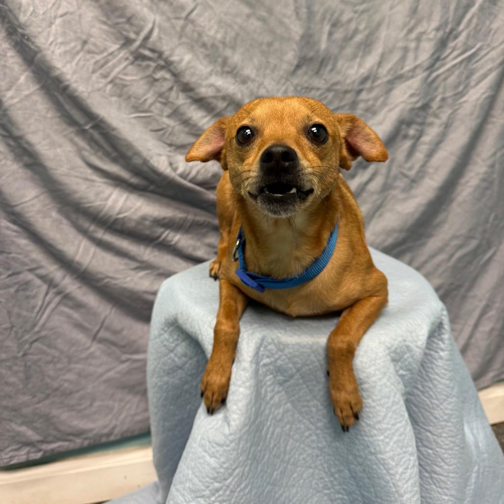 Enlarge Milo, a Adoptable Chihuahua in Fresno, CA image 3/4