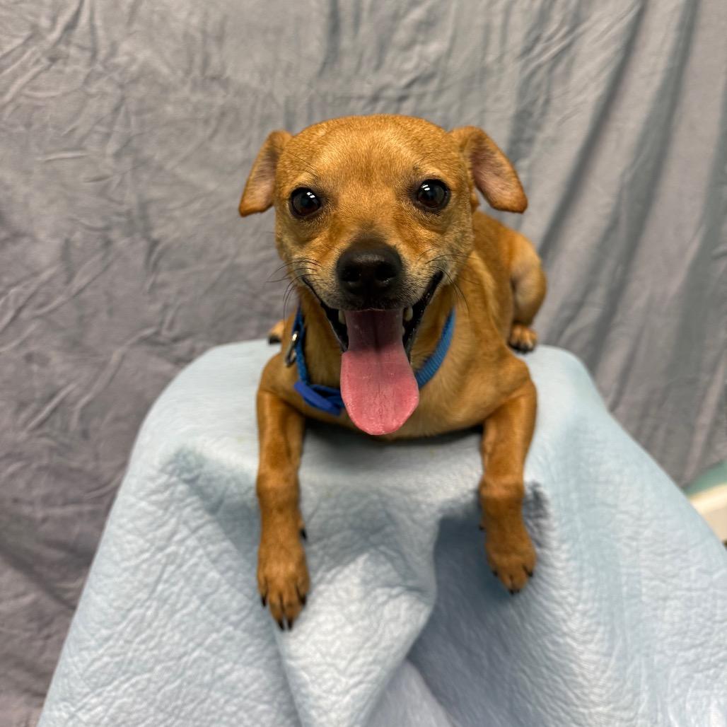 Enlarge Milo, a Adoptable Chihuahua in Fresno, CA image 4/4