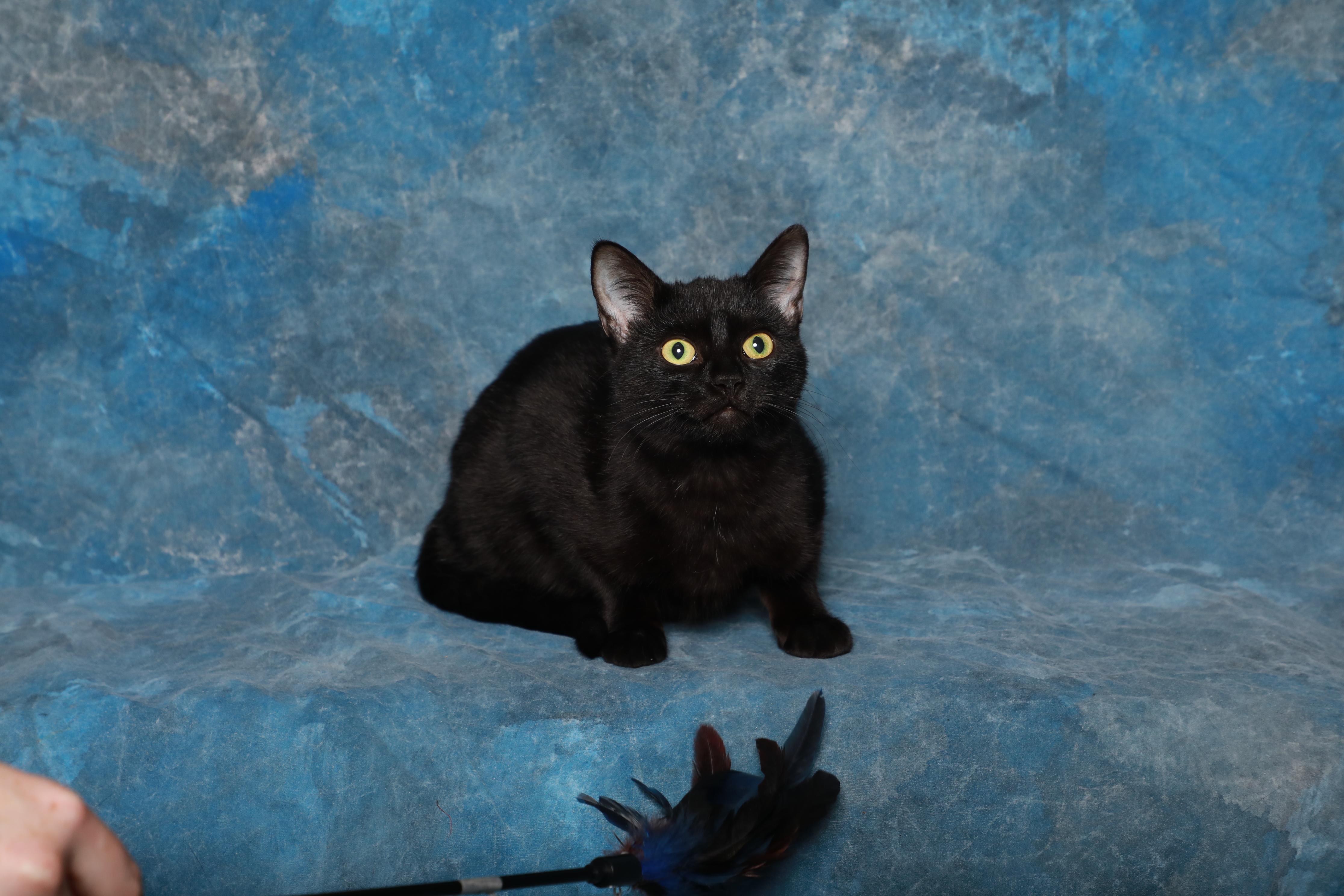 Enlarge Bridgette, a Adoptable Domestic Short Hair in Rock Falls, IL image 1/2