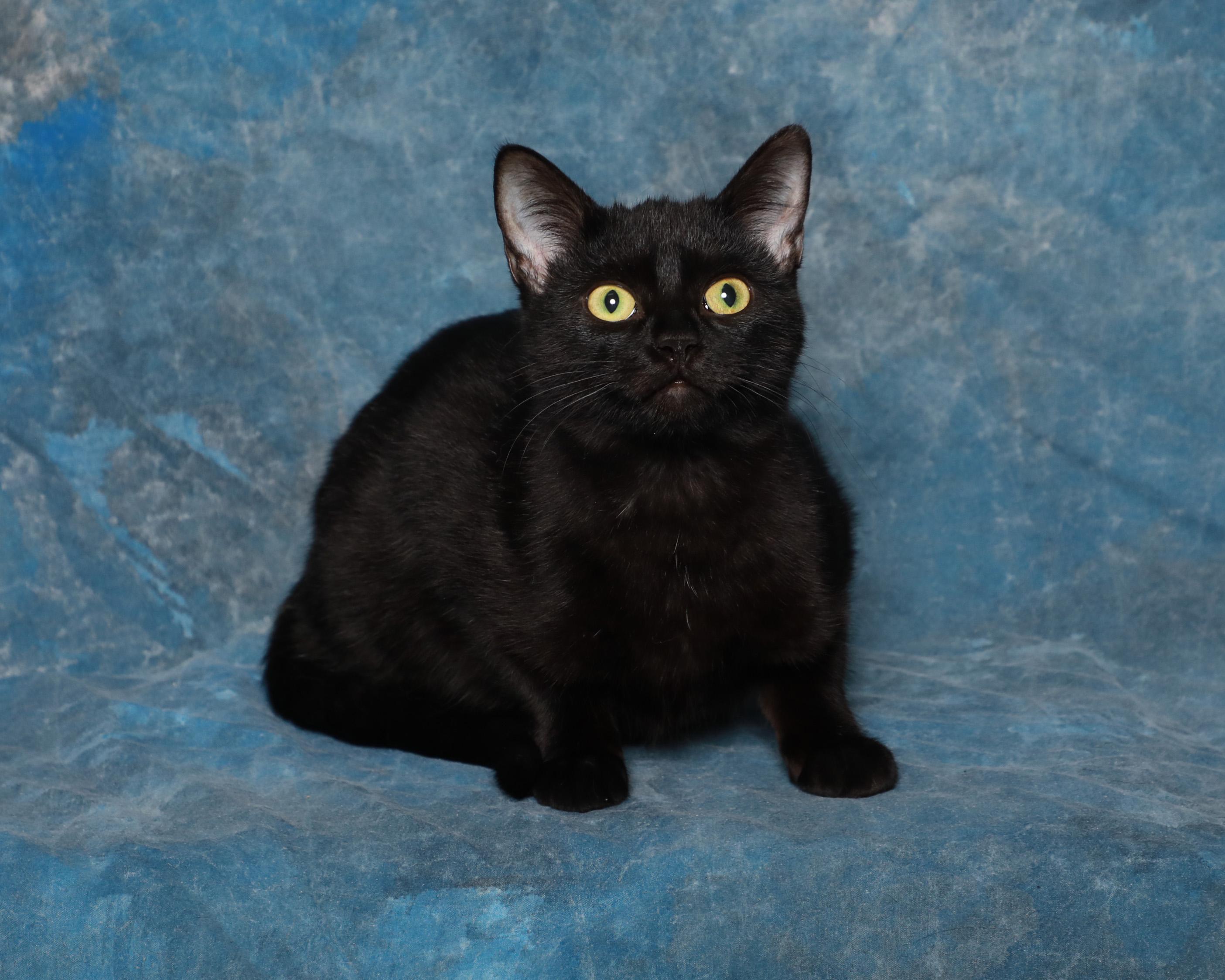 Enlarge Bridgette, a Adoptable Domestic Short Hair in Rock Falls, IL image 2/2