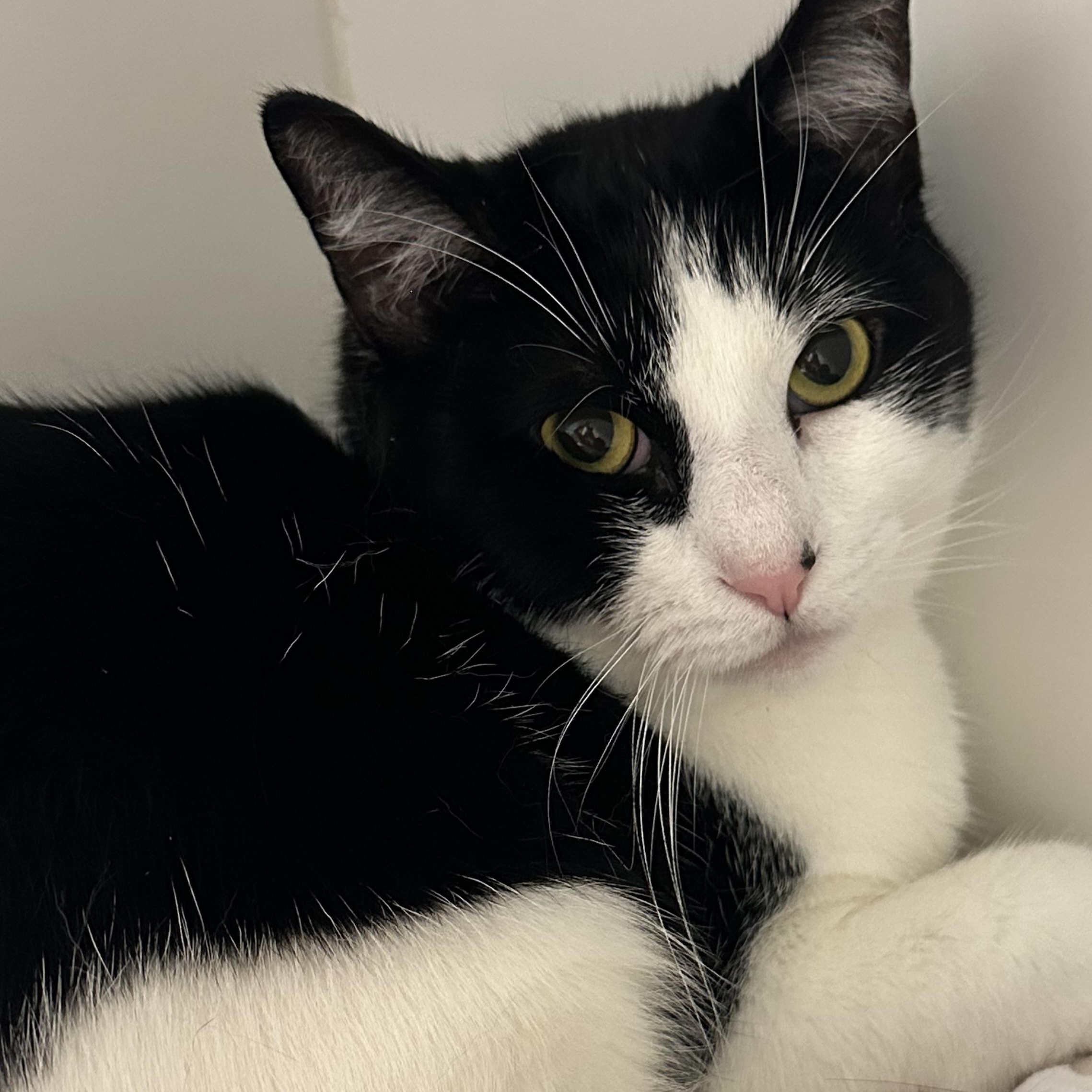 Evan, adopted, Young Male Domestic Short Hair.