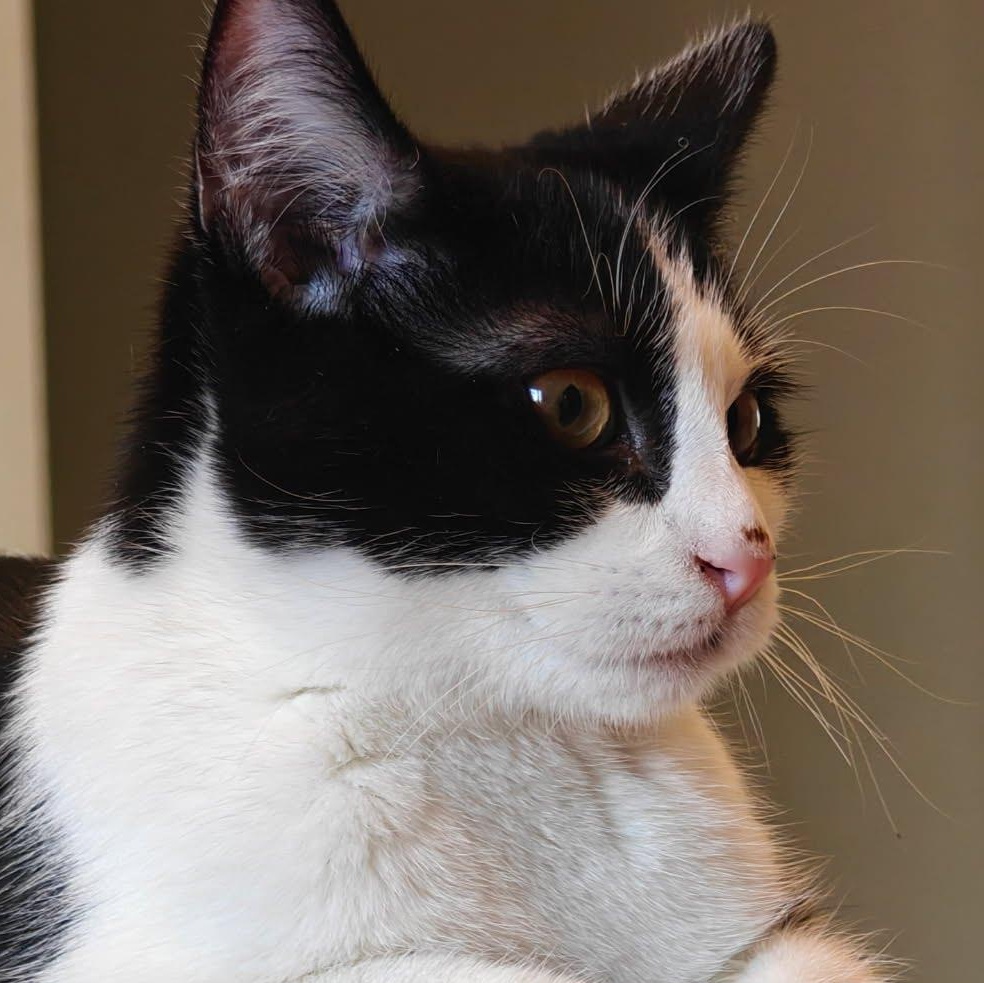 Enlarge Evan, an adopted Domestic Short Hair in Clifton, NJ image 2/5