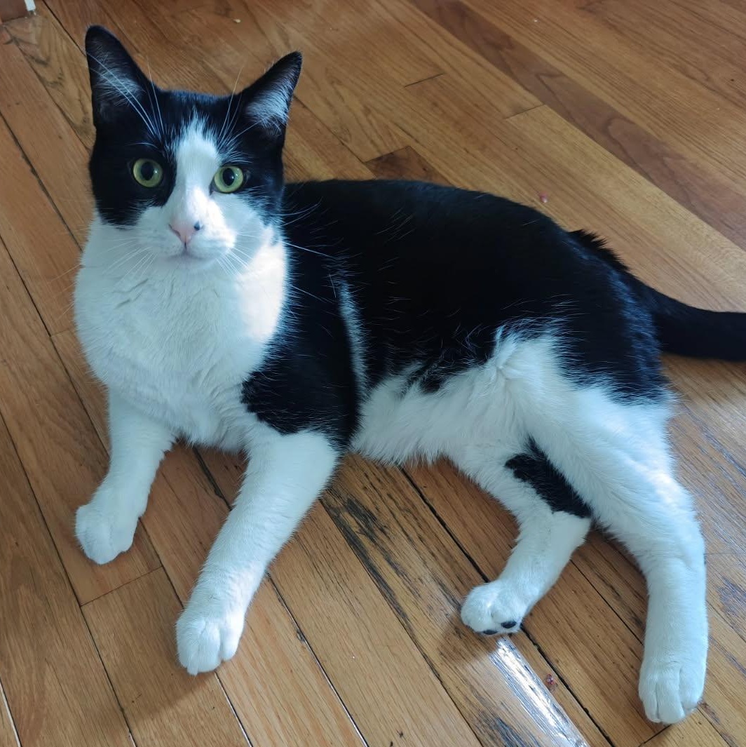 Enlarge Evan, an adopted Domestic Short Hair in Clifton, NJ image 5/5