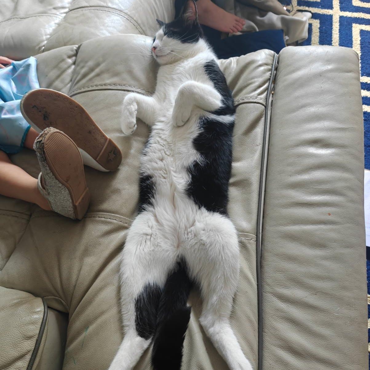 Enlarge Evan, an adopted Domestic Short Hair in Clifton, NJ image 4/5