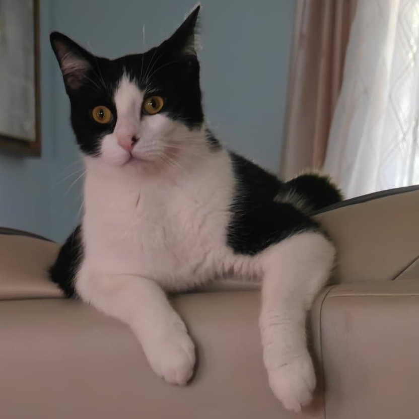 Enlarge Evan, an adopted Domestic Short Hair in Clifton, NJ image 3/5