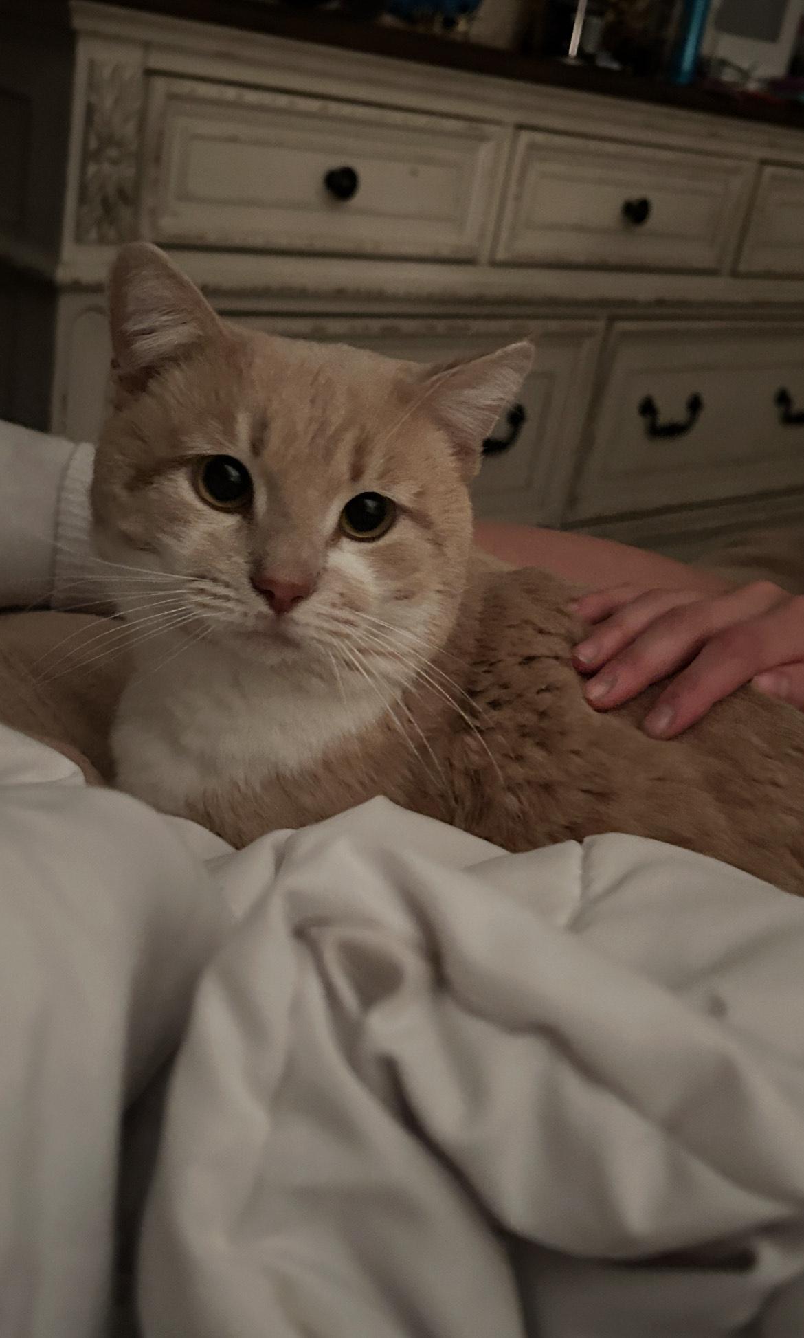 Fatz, Adult Male Domestic Short Hair