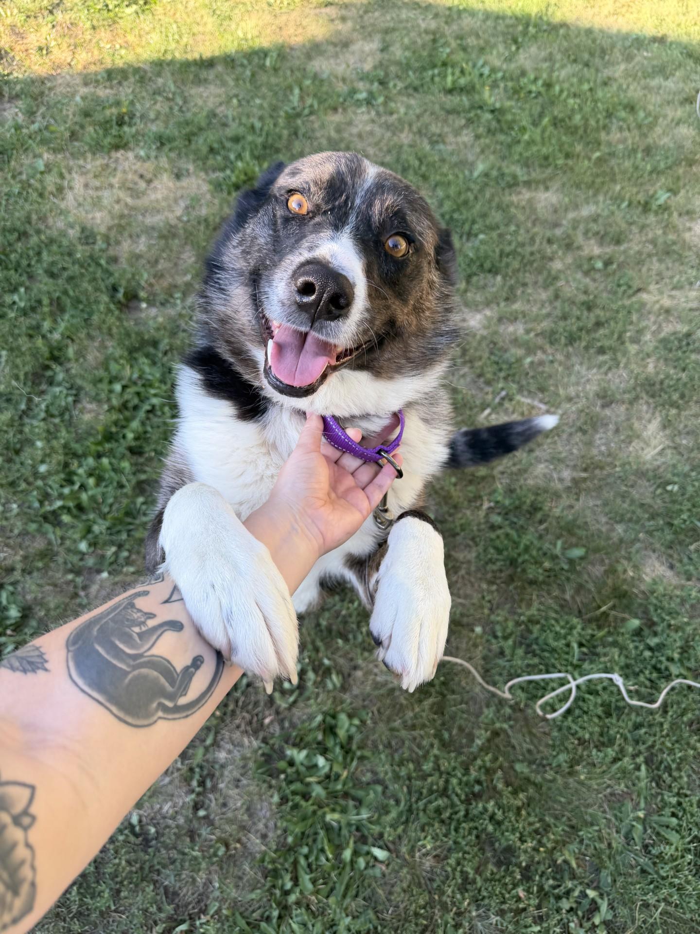 Albert, adopted, Adult Male Mixed Breed.